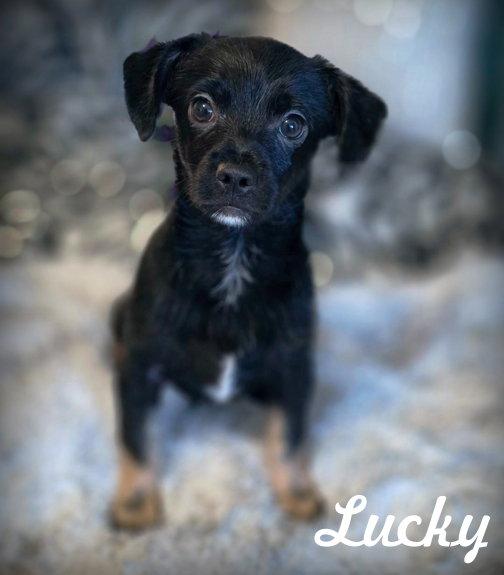 Lucky, Adoptable, Puppy Male Chihuahua & Dachshund.