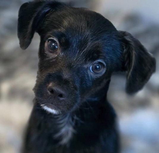 Enlarge Lucky, a Adoptable mixed breed in Anaheim Hills, CA image 2/3