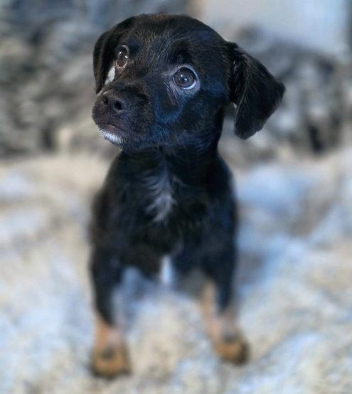 Enlarge Lucky, a Adoptable mixed breed in Anaheim Hills, CA image 3/3