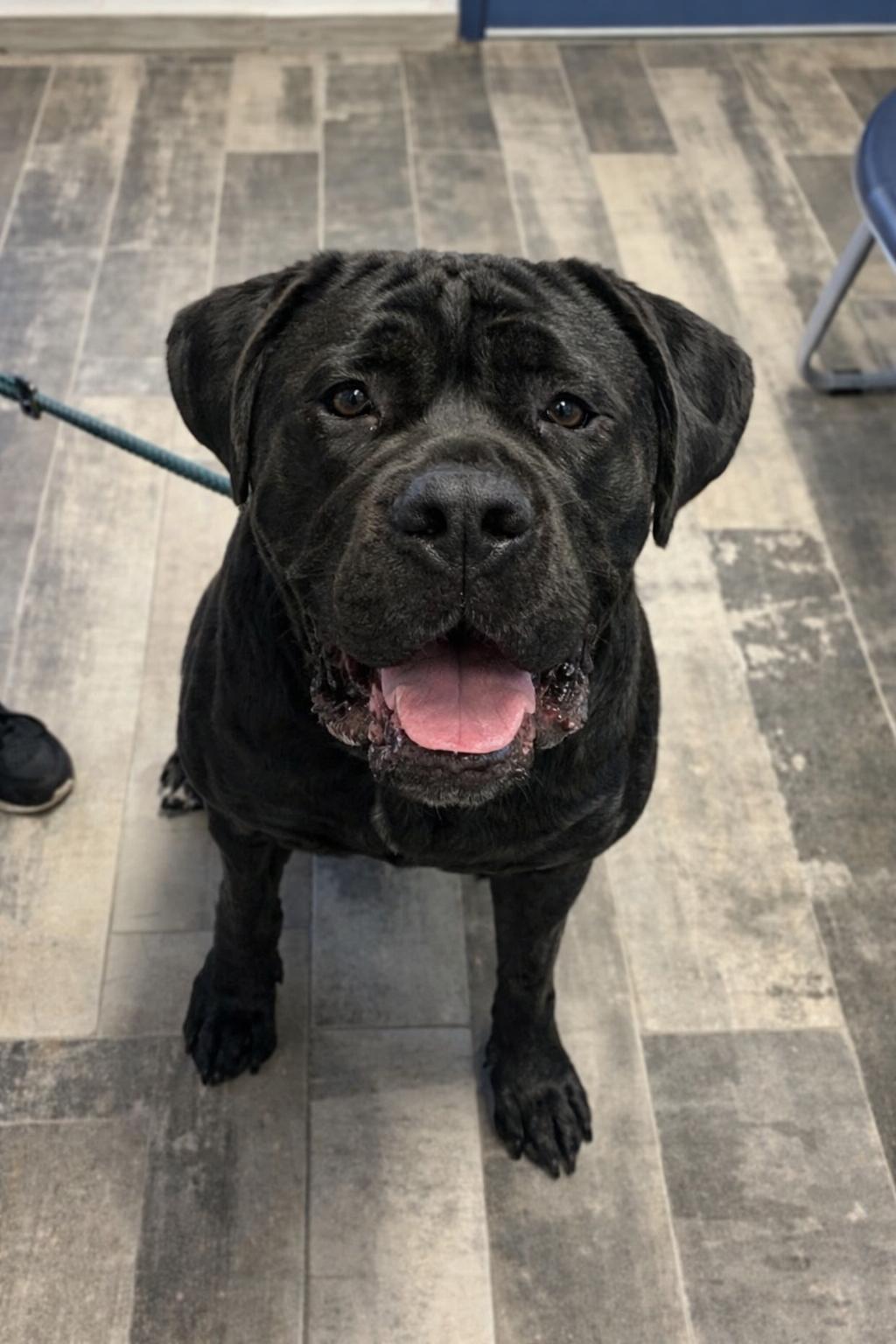 Enlarge Beau ** Fostered With Intent to Adopt**, an adopted mixed breed in Stafford, VA image 1/1