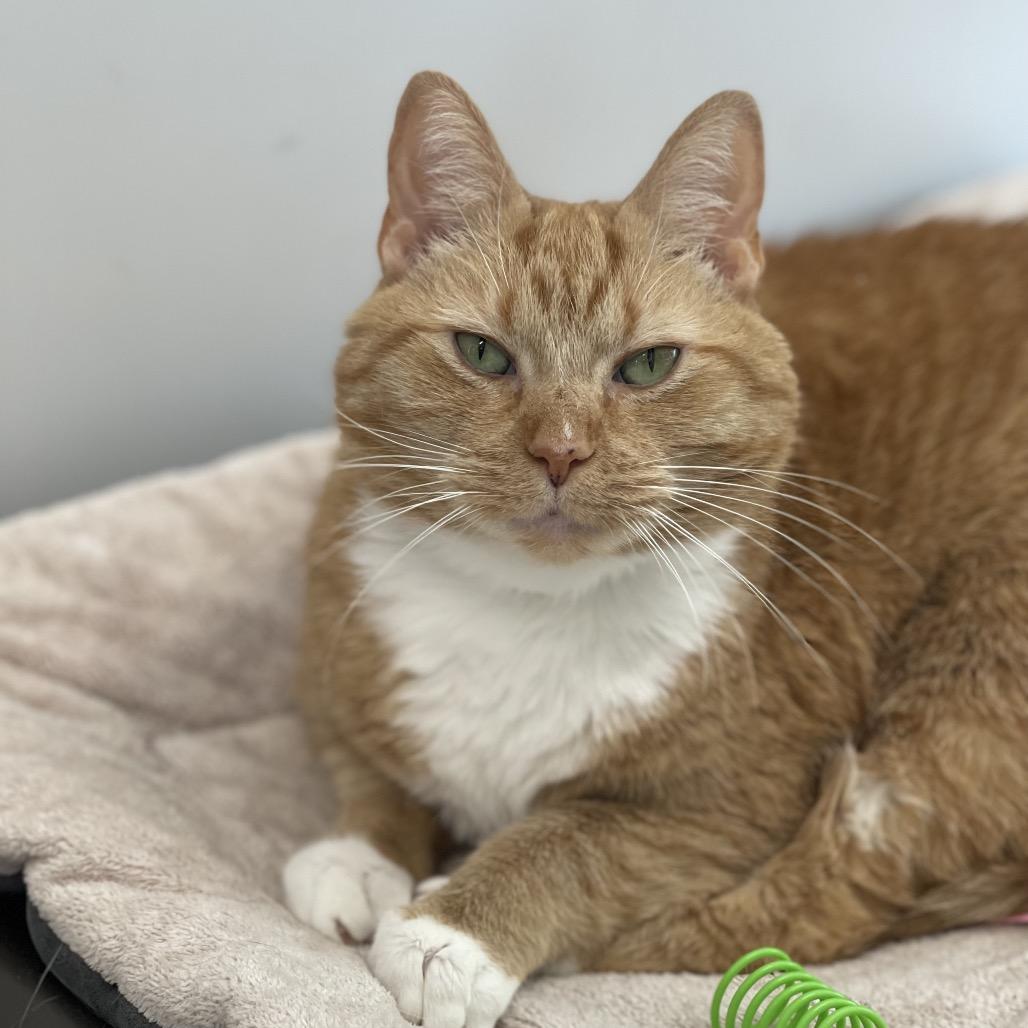 Sassy, Adoptable, Adult Female Domestic Short Hair.