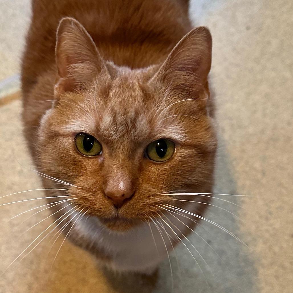 Enlarge Sassy, a Adoptable Domestic Short Hair in Winston Salem, NC image 1/5