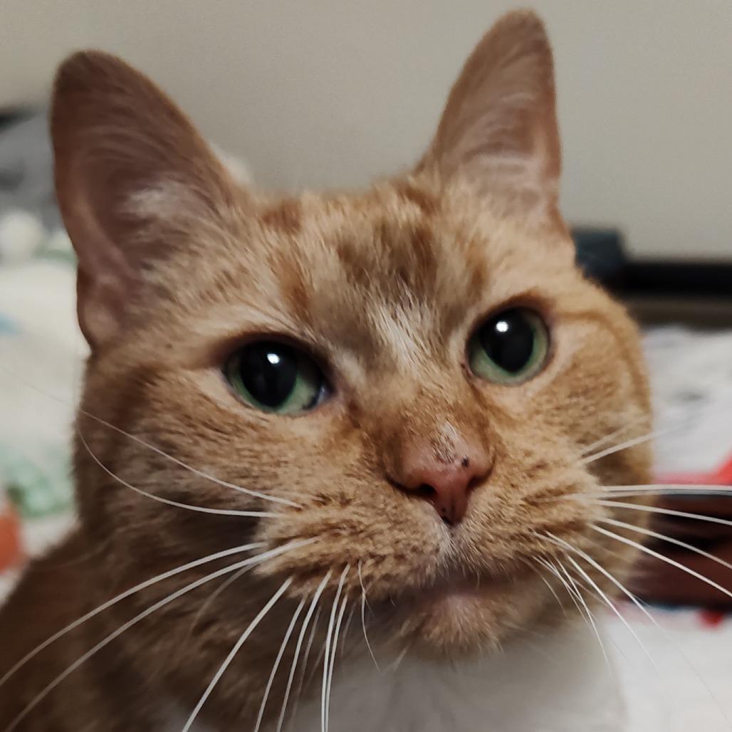 Enlarge Sassy, a Adoptable Domestic Short Hair in Winston Salem, NC image 2/5