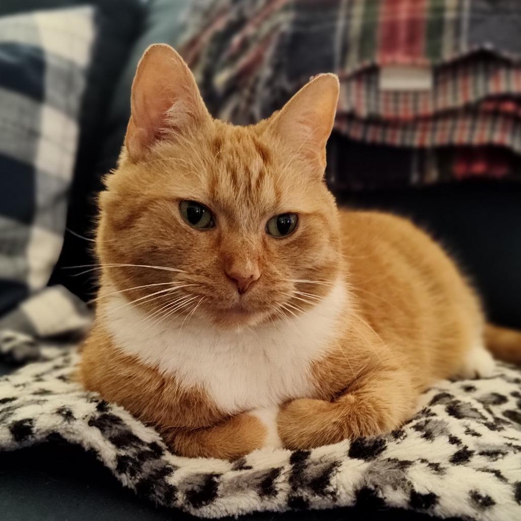 Enlarge Sassy, a Adoptable Domestic Short Hair in Winston Salem, NC image 3/5