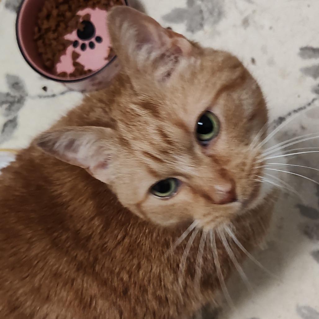 Enlarge Sassy, a Adoptable Domestic Short Hair in Winston Salem, NC image 4/5
