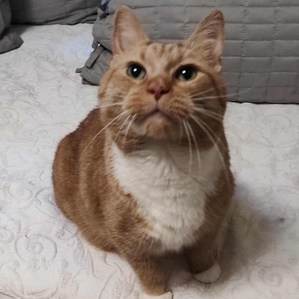 Enlarge Sassy, a Adoptable Domestic Short Hair in Winston Salem, NC image 5/5