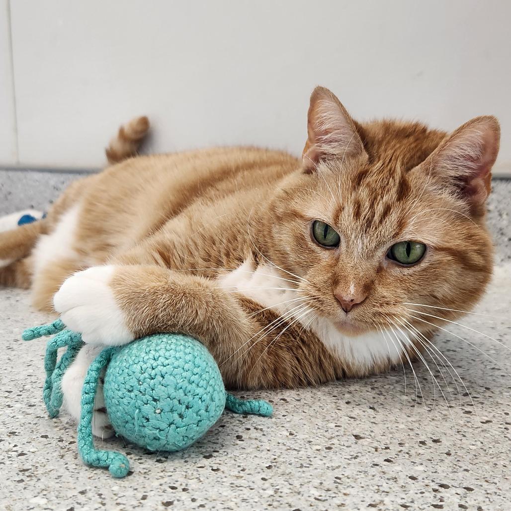 Sassy, Adoptable, Senior Female Domestic Short Hair.