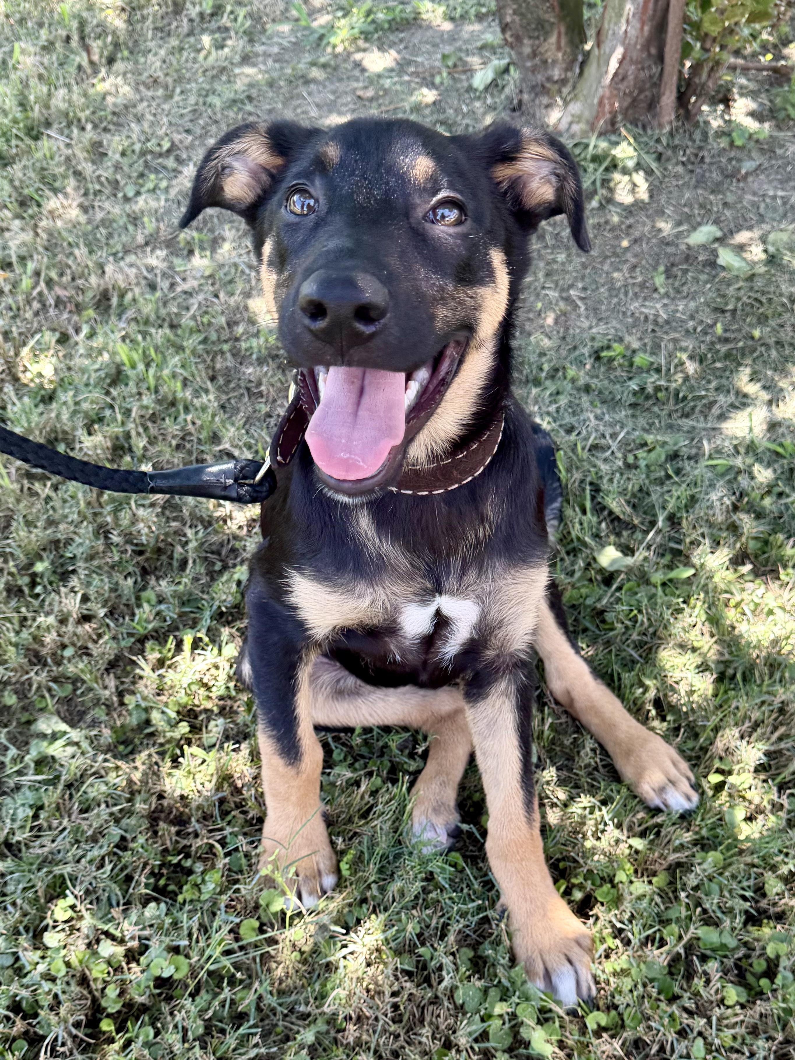Enlarge Charlotte, an adoptable mixed breed in Bryan, TX image 1/4