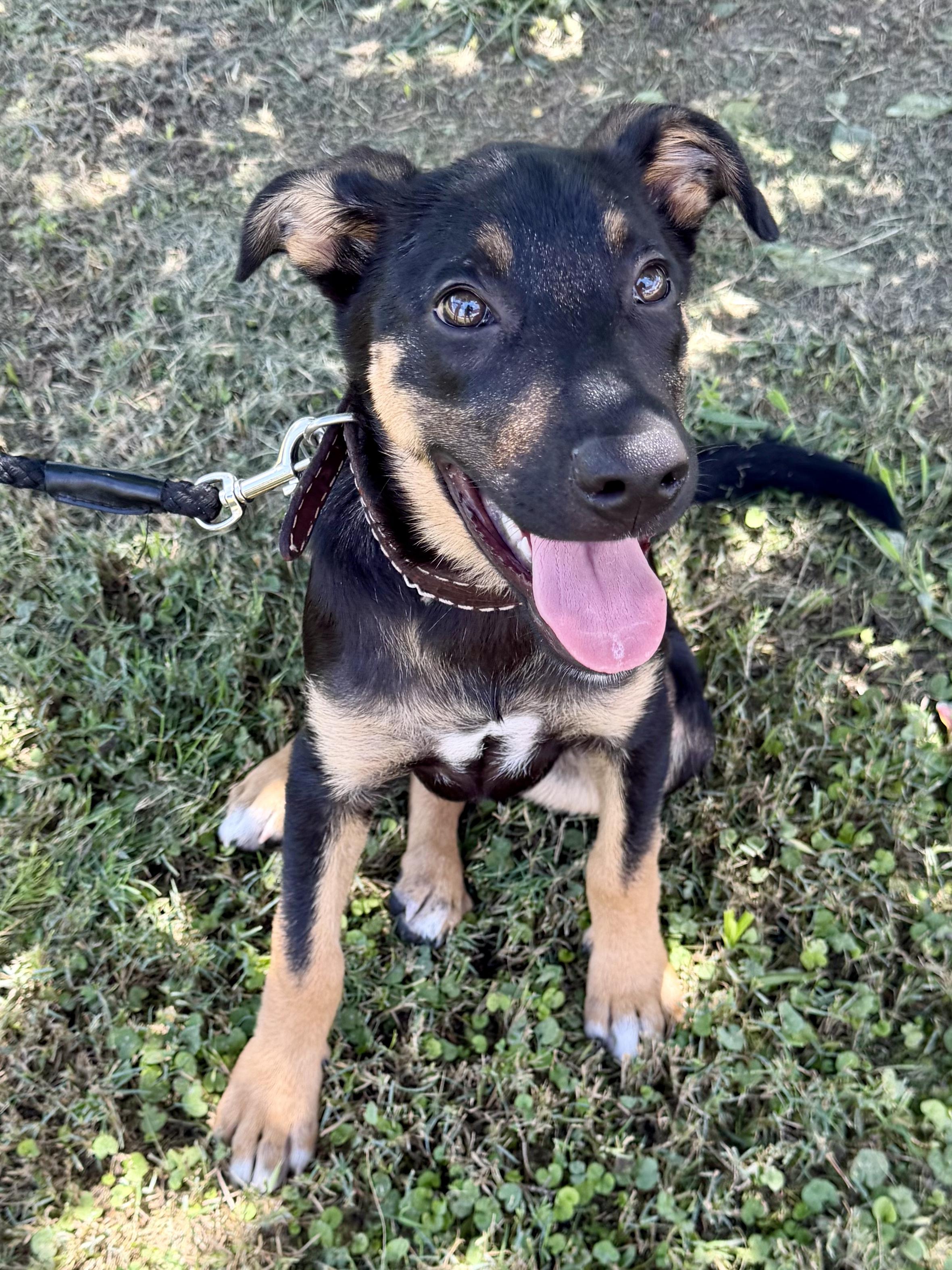 Enlarge Charlotte, an adoptable mixed breed in Bryan, TX image 3/4