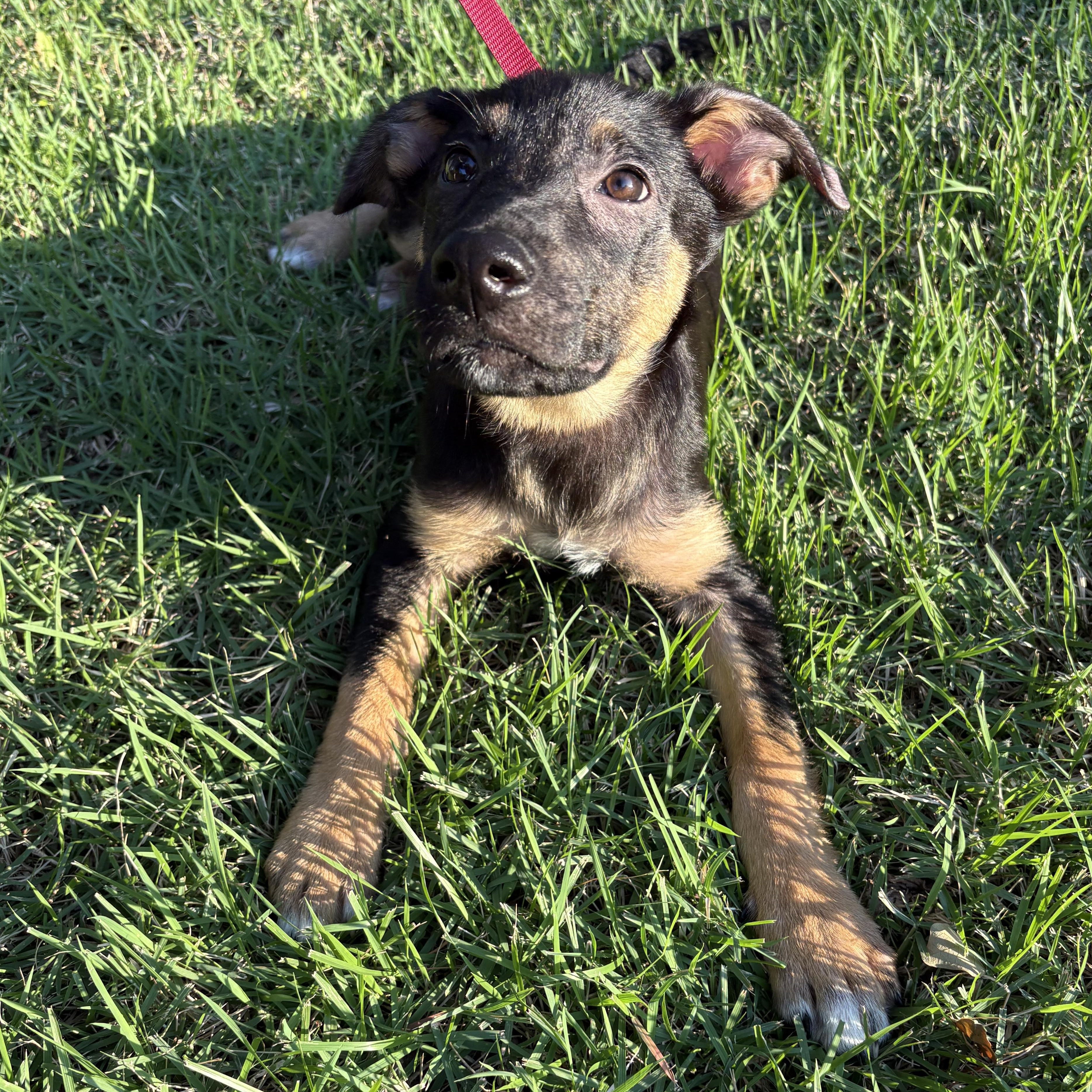 Enlarge Charlotte, an adoptable mixed breed in Bryan, TX image 4/4