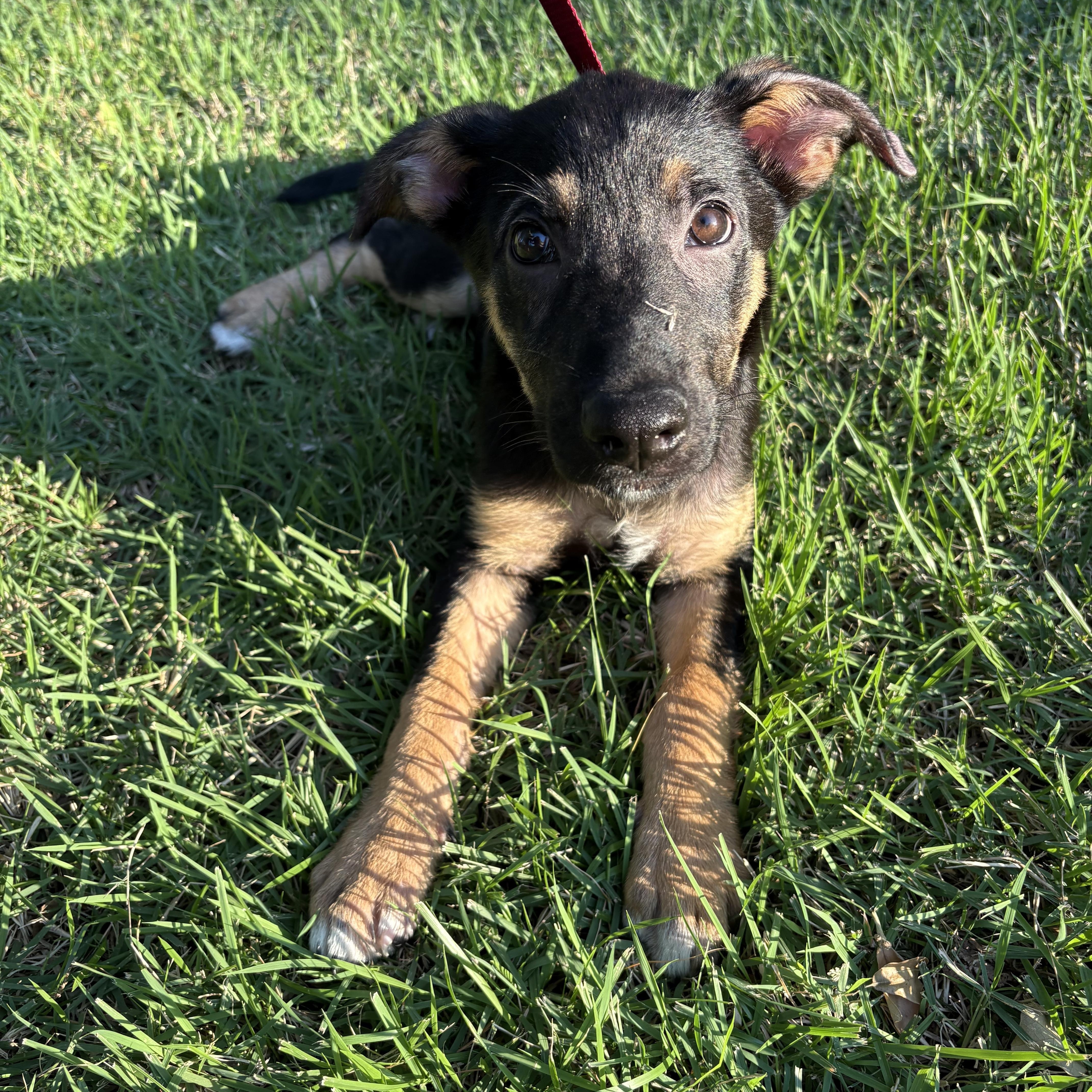 Charlotte, adoptable, Puppy Female German Shepherd Dog & Australian Shepherd.