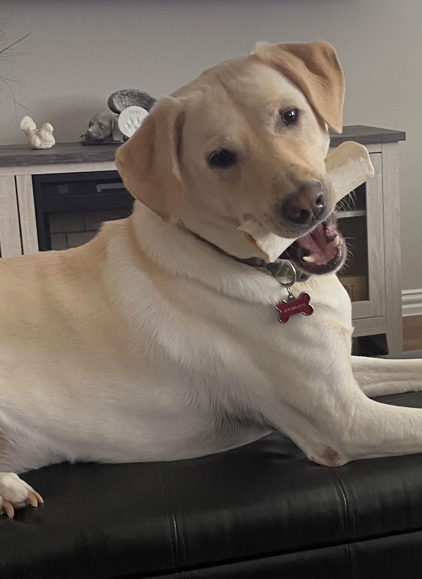 Enlarge Marley, a Adoptable Labrador Retriever in Denton, TX image 1/3