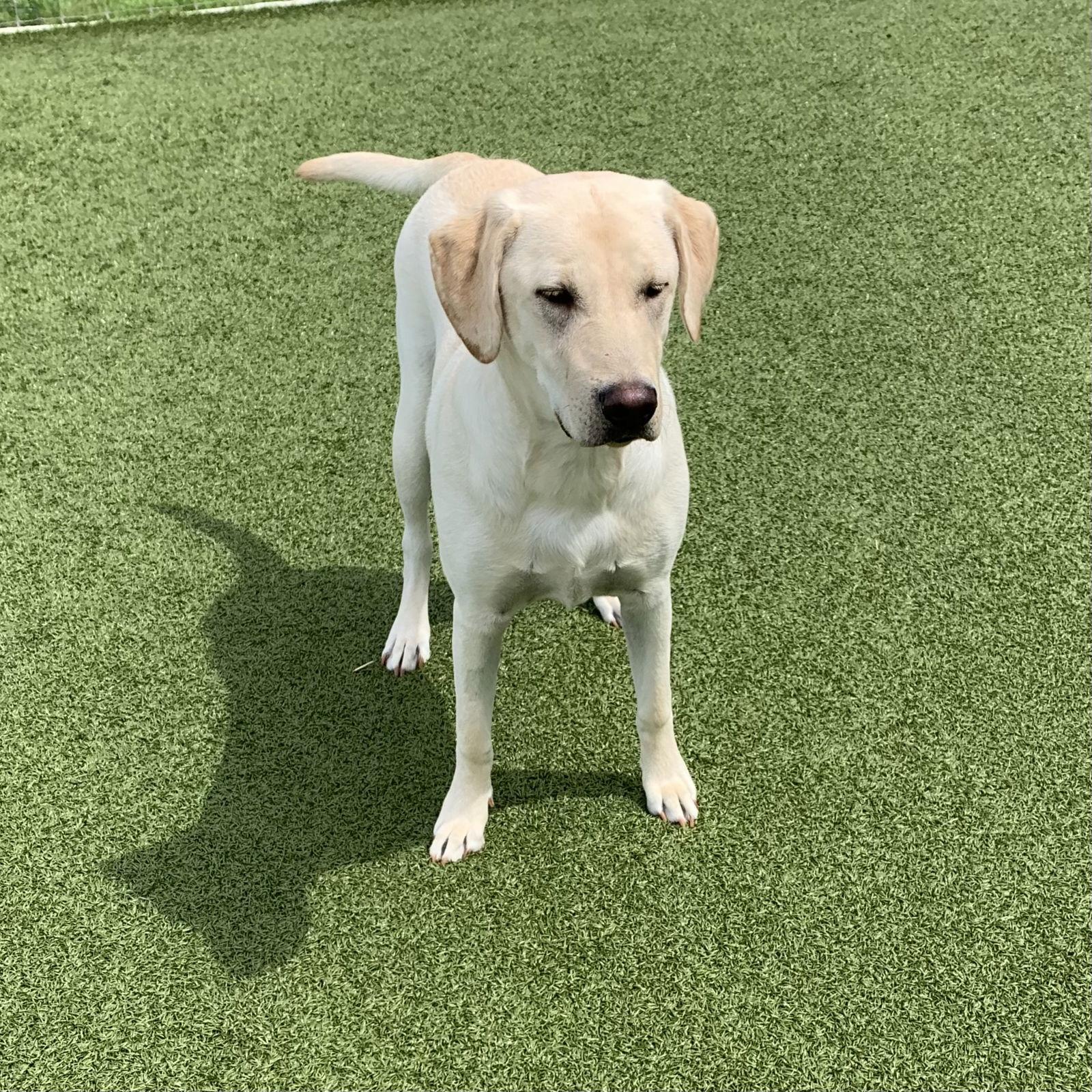 Enlarge Marley, a Adoptable Labrador Retriever in Denton, TX image 3/3