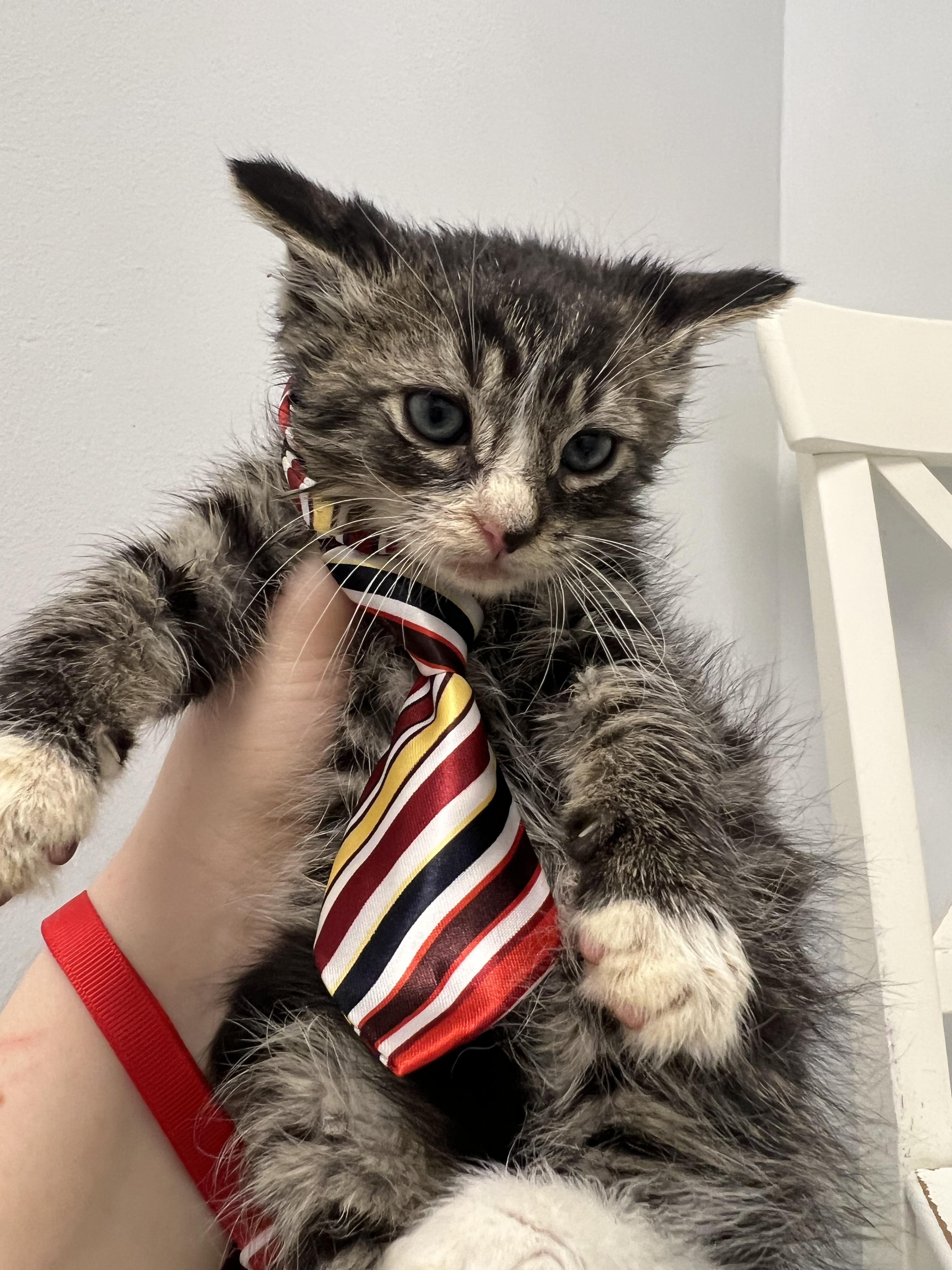 Twig, ADOPTABLE, Young Male Domestic Short Hair.