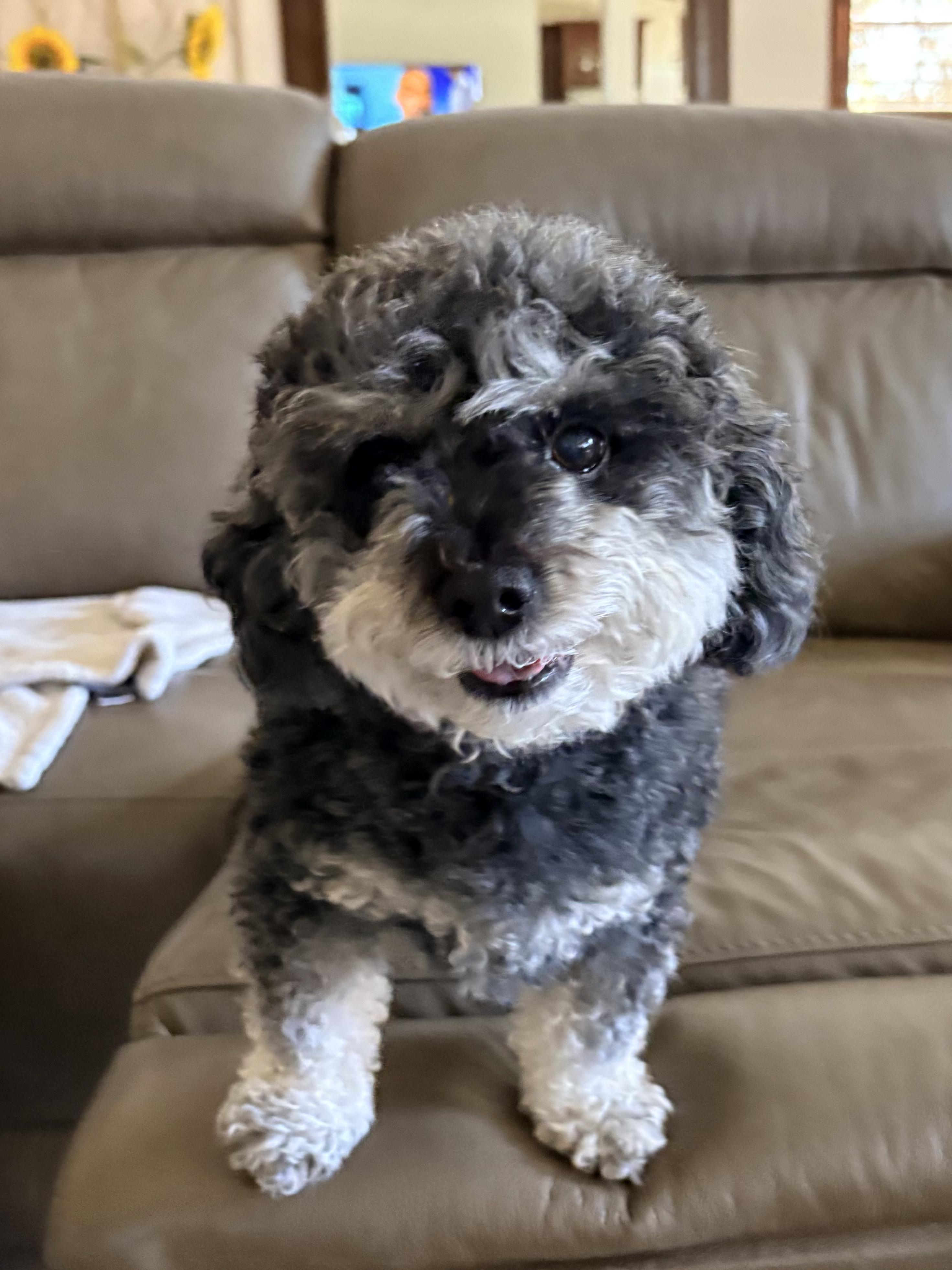 Luigi, ADOPTABLE, Senior Male Poodle (Toy).