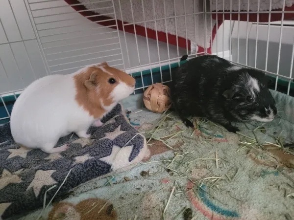 Billy & Chewy, a Adoptable Guinea Pig in Auburn, ME image 1/2