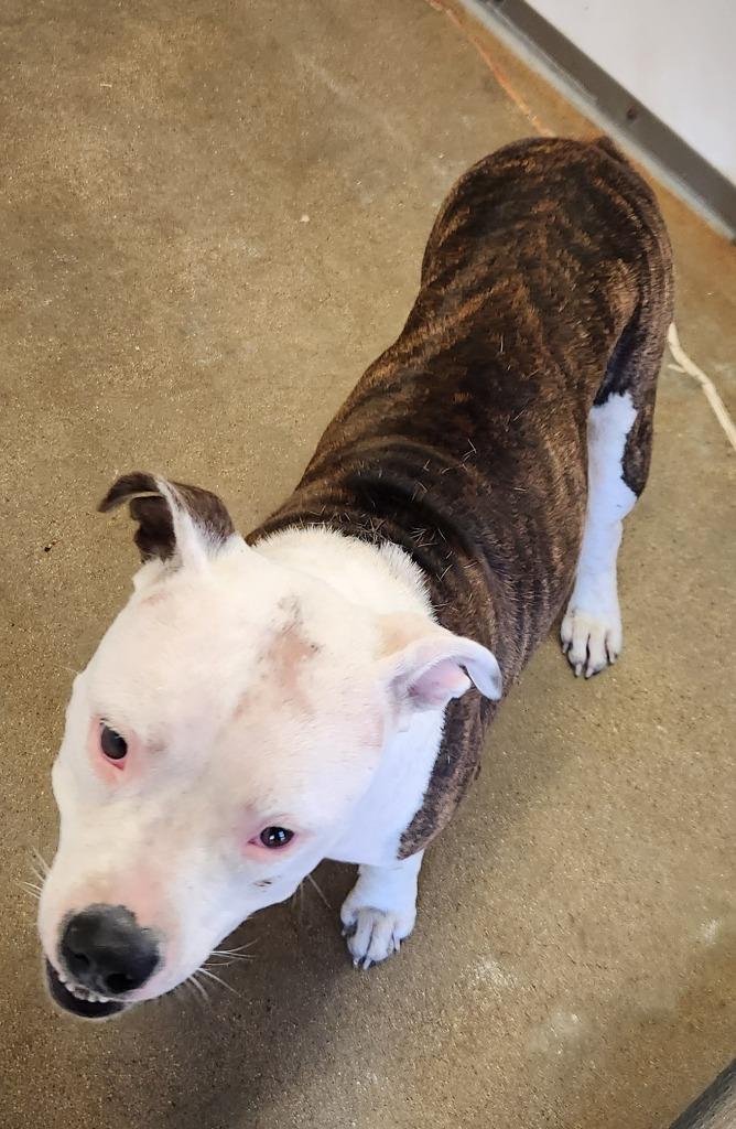 Seirra, Adoptable, Young Female American Staffordshire Terrier & Mixed Breed.