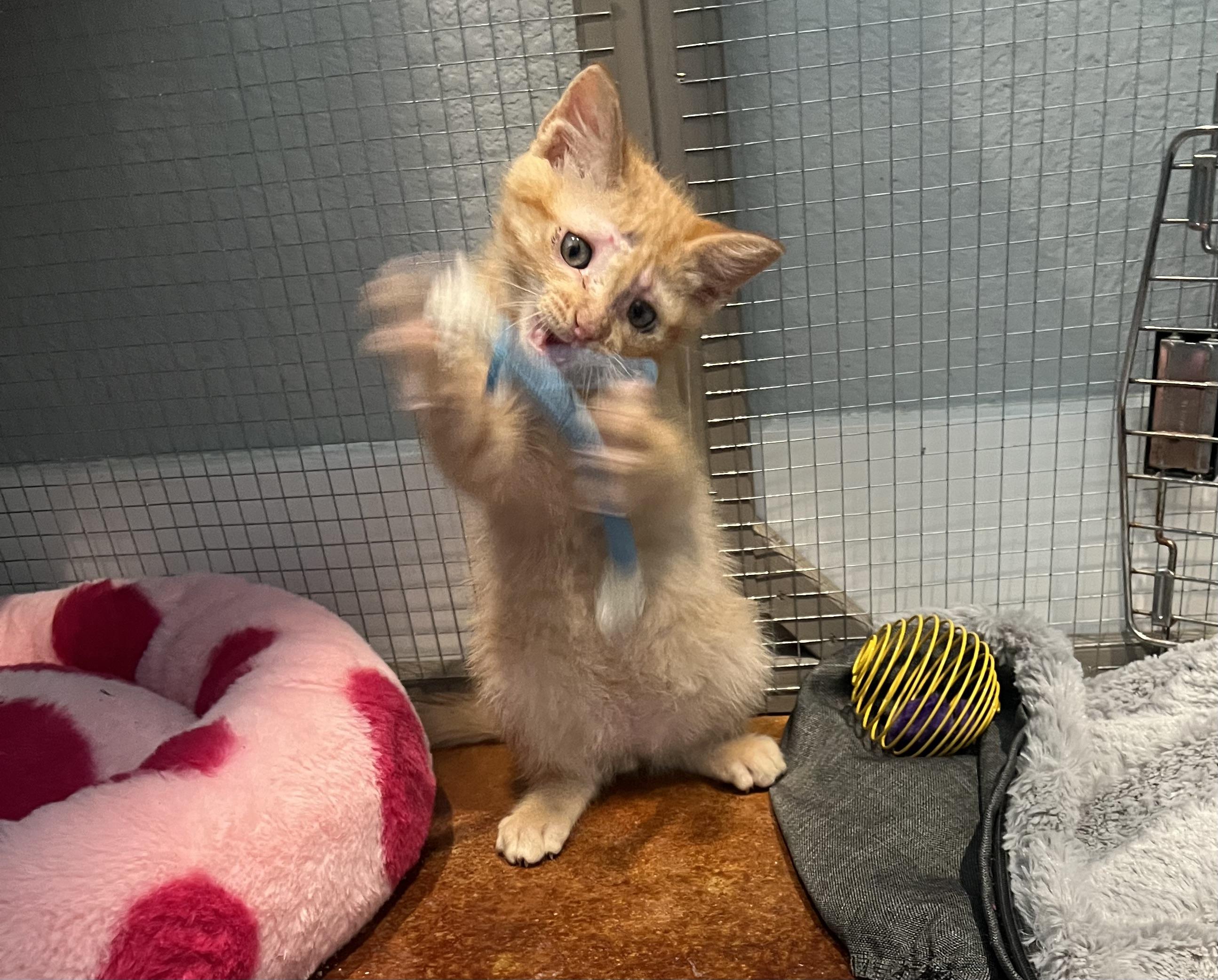Pickles, an adopted Domestic Medium Hair in Port Chester, NY image 5/5