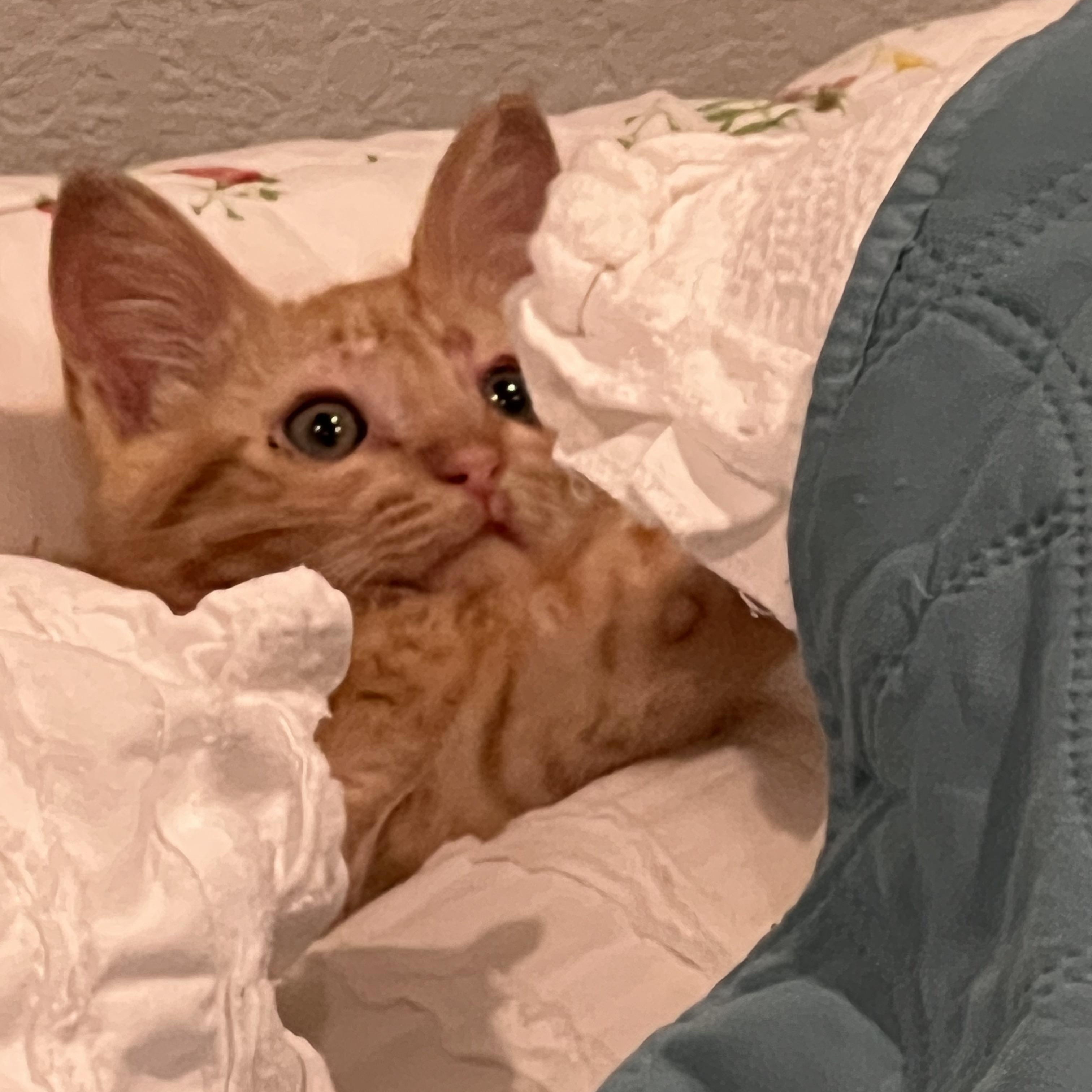 Pickles, an adopted Domestic Medium Hair in Port Chester, NY image 2/5
