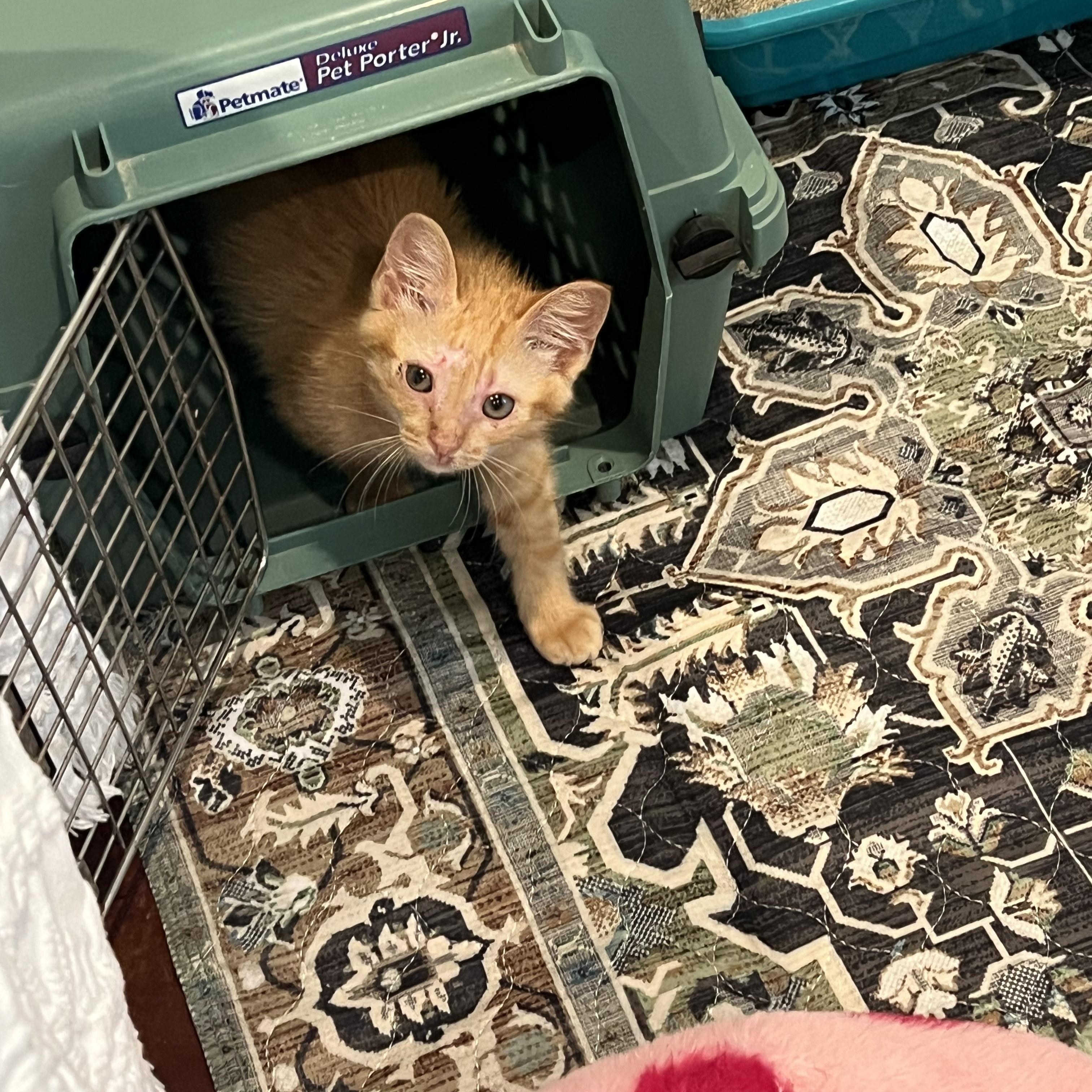 Pickles, an adopted Domestic Medium Hair in Port Chester, NY image 4/5