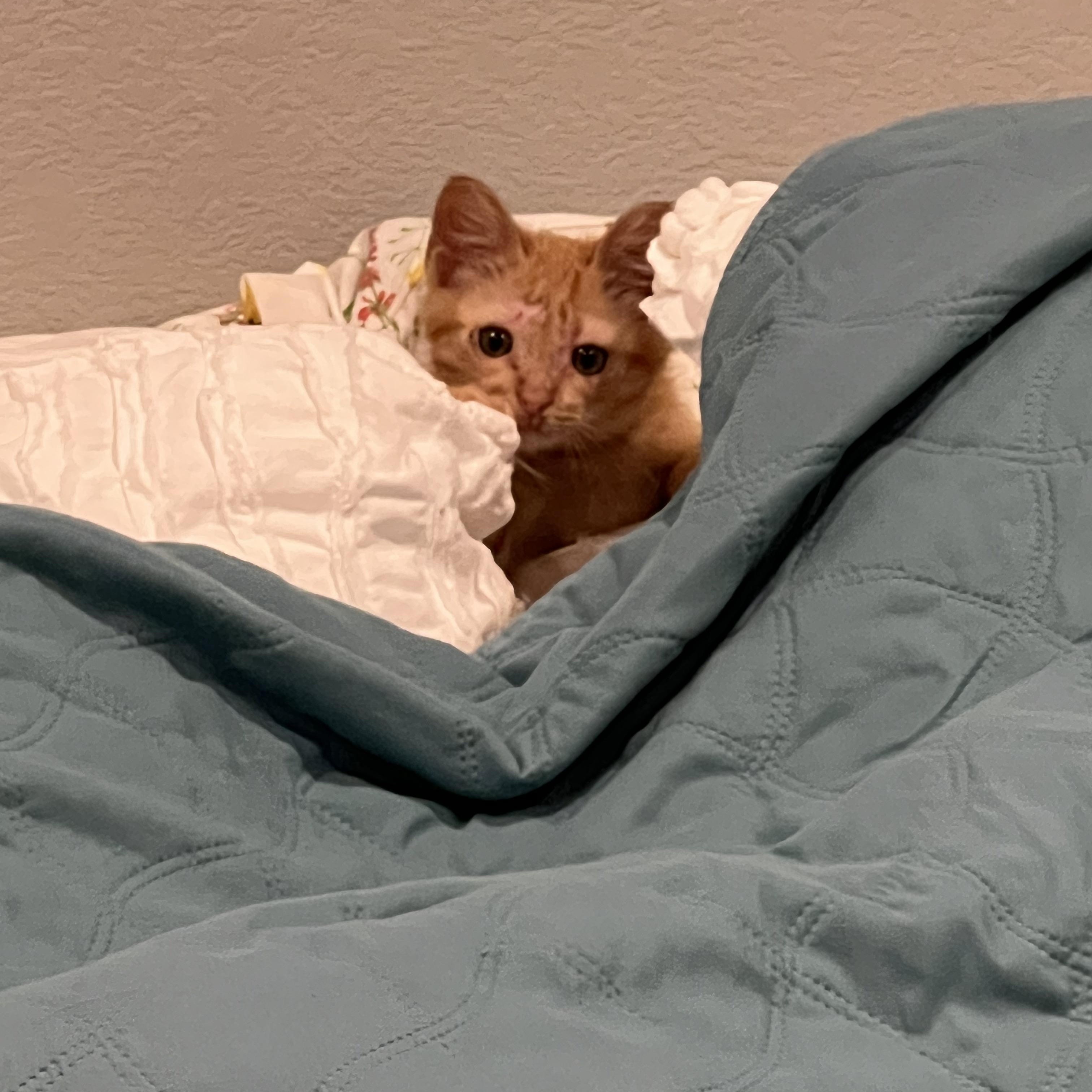 Pickles, an adopted Domestic Medium Hair in Port Chester, NY image 3/5