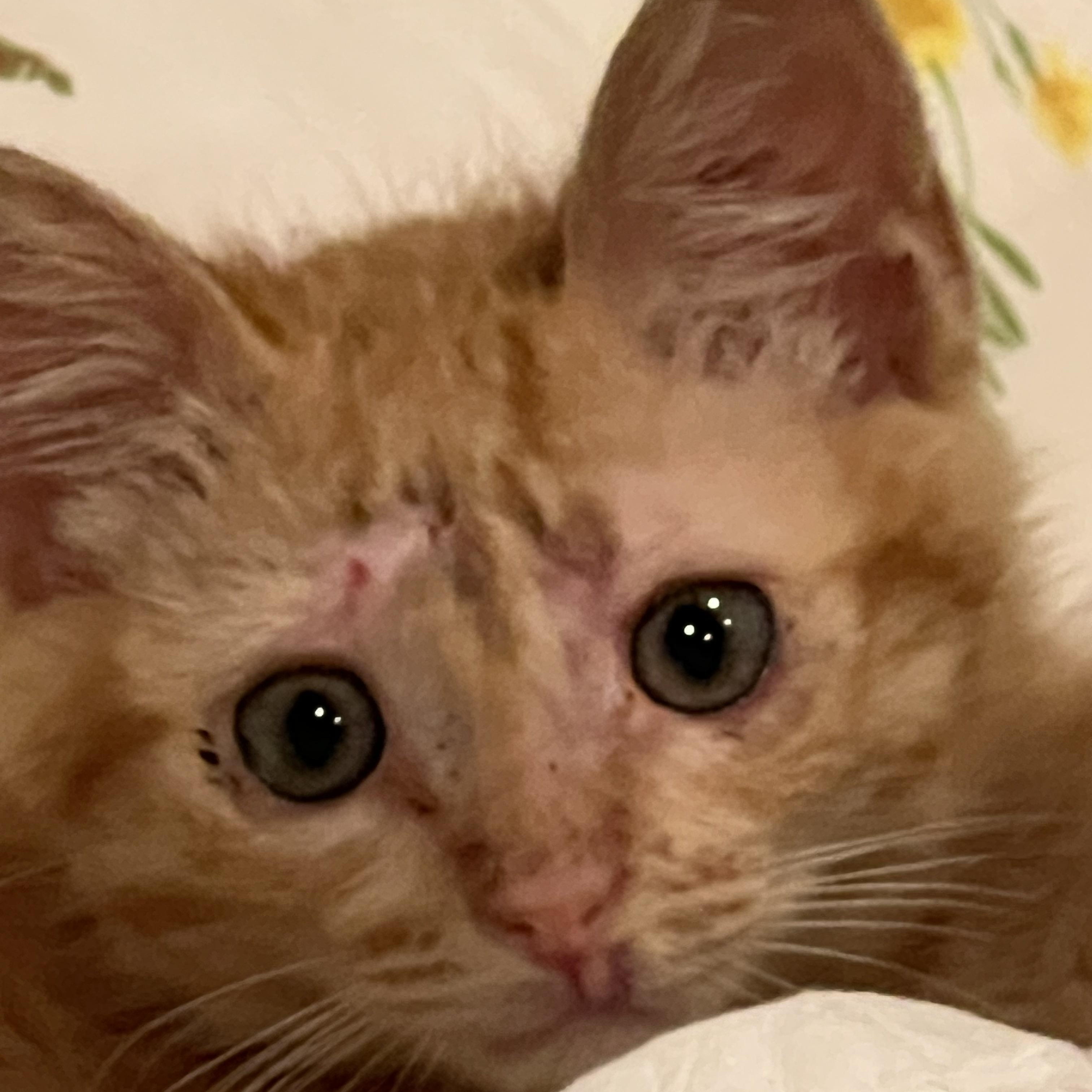 Pickles, adopted, Kitten Male Domestic Medium Hair.