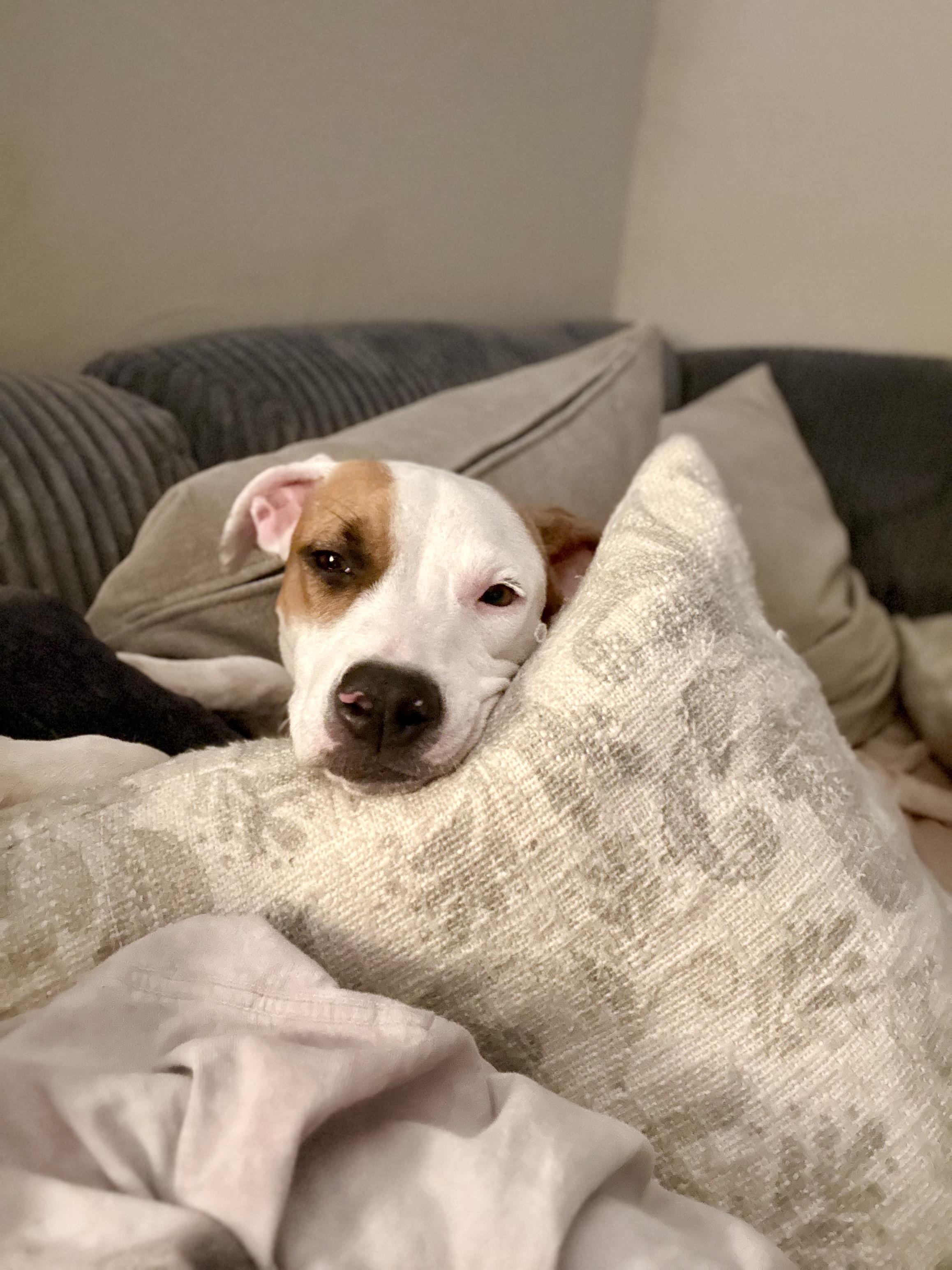 Daisy