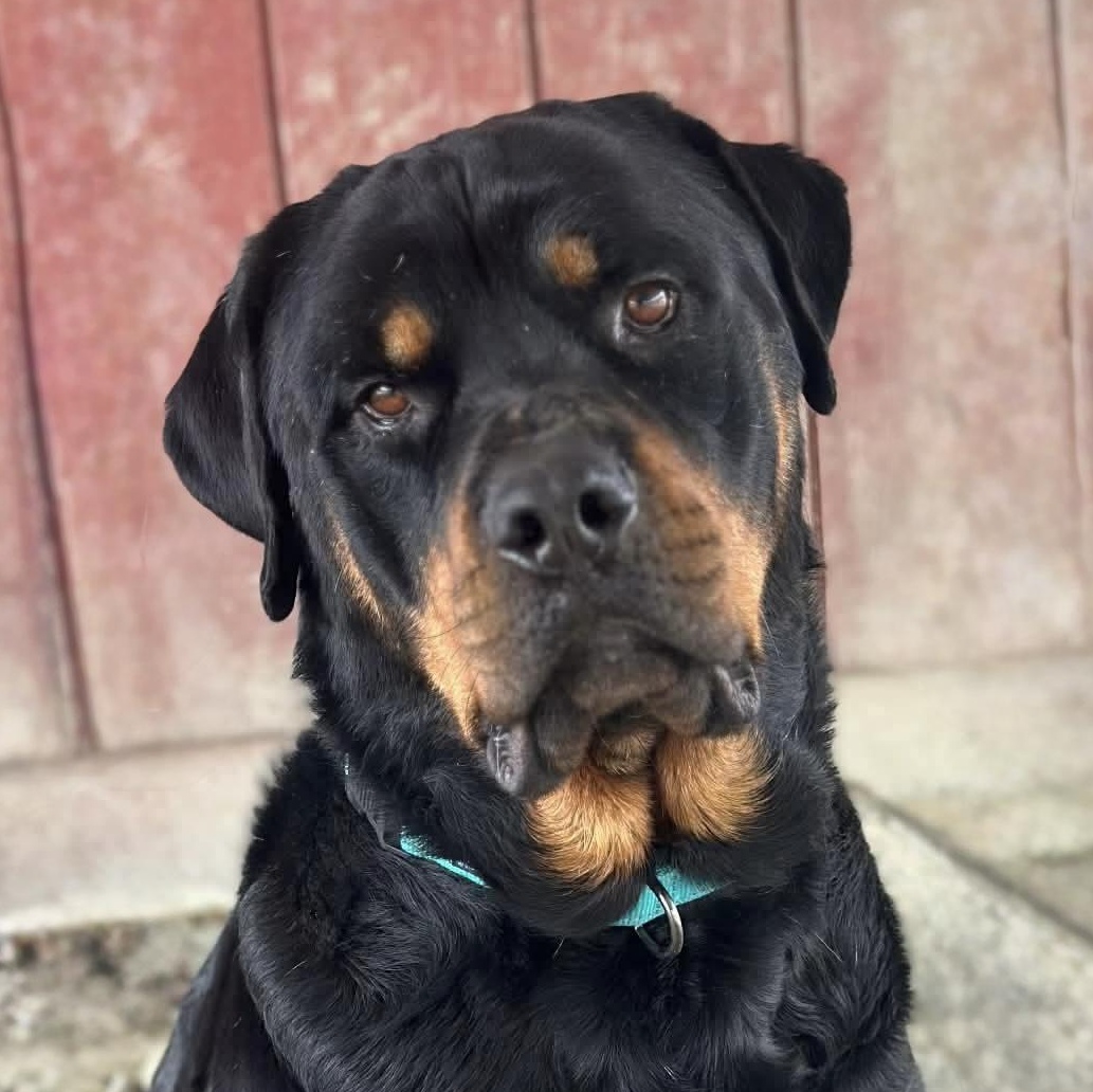 Heath, adopted, Adult Male Rottweiler.