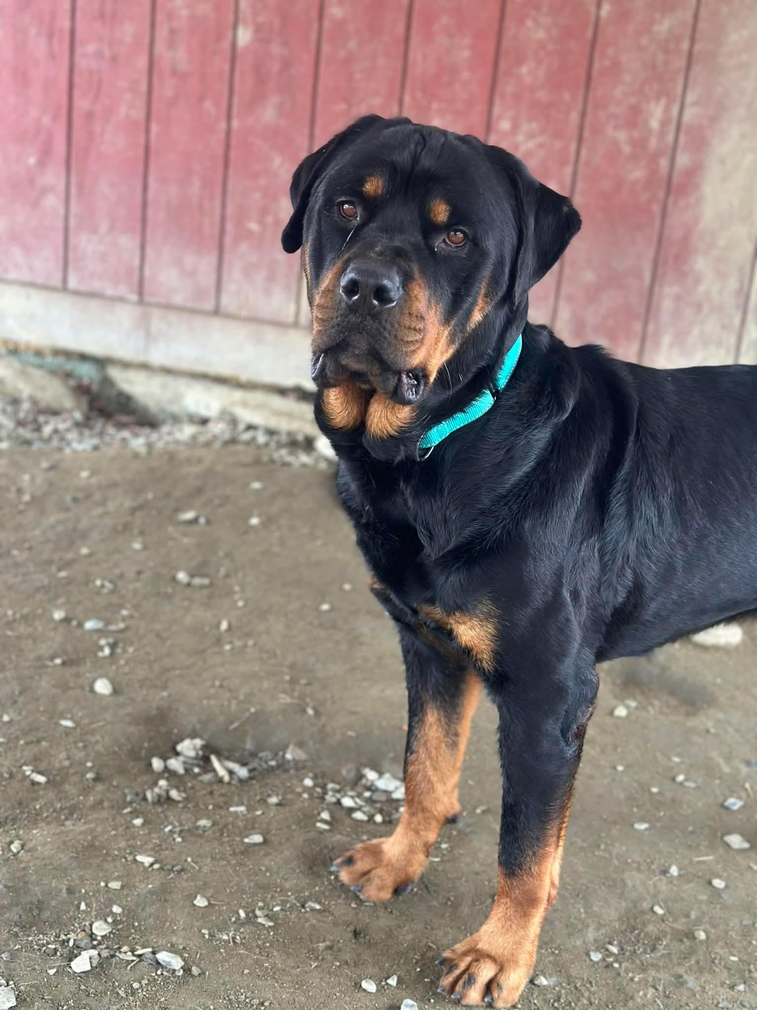 Enlarge Heath, an adopted Rottweiler in Springfield, VT image 2/6