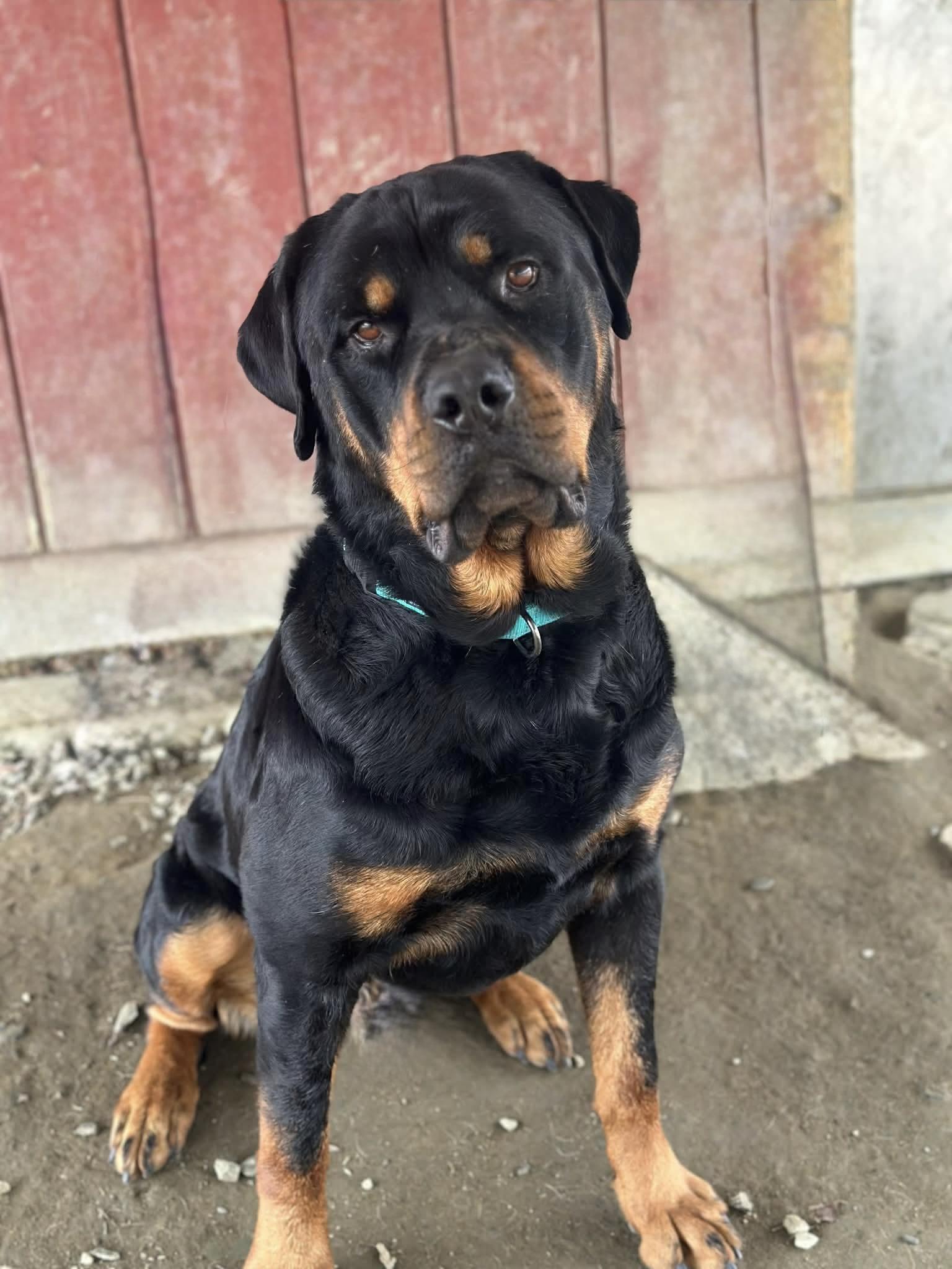 Enlarge Heath, an adopted Rottweiler in Springfield, VT image 4/6