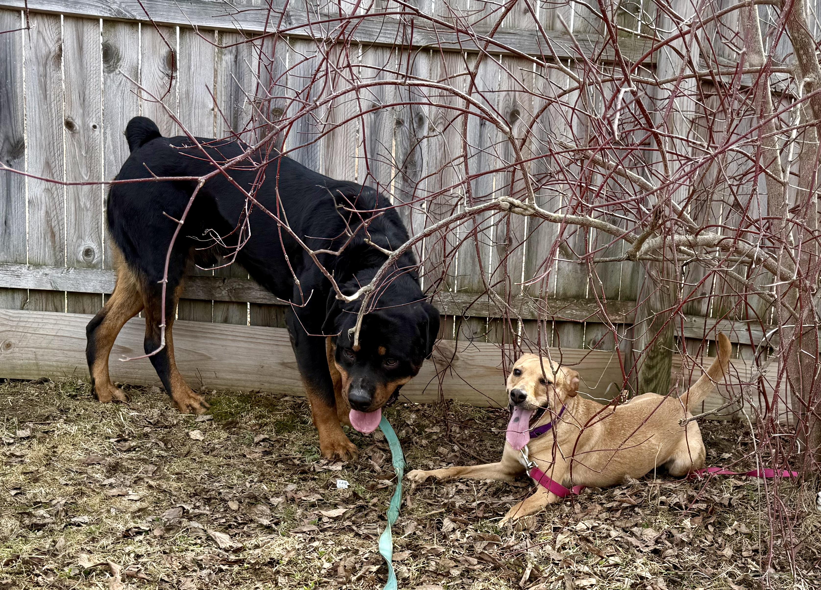 Enlarge Heath, an adopted Rottweiler in Springfield, VT image 5/6