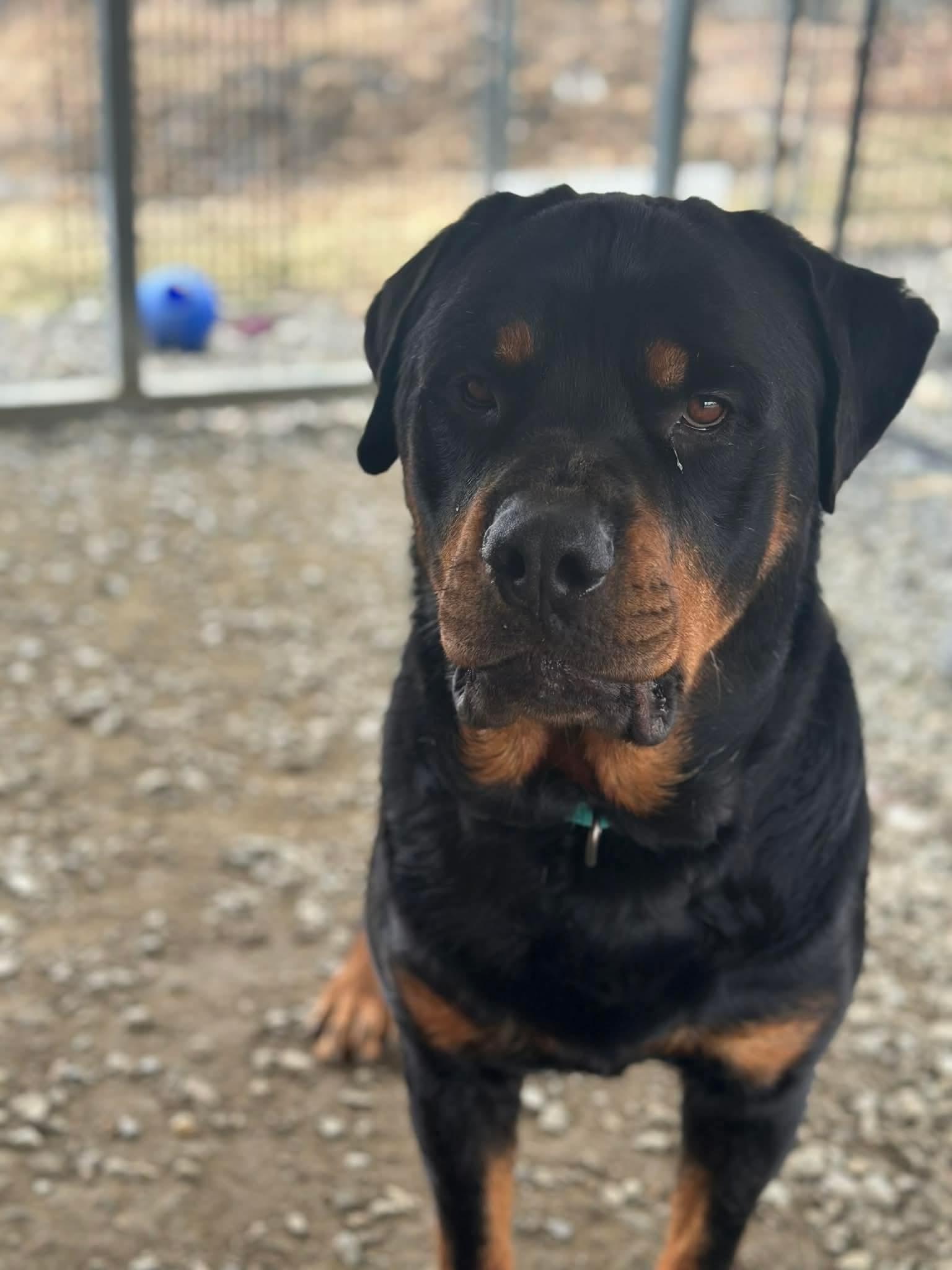 Enlarge Heath, an adopted Rottweiler in Springfield, VT image 3/6