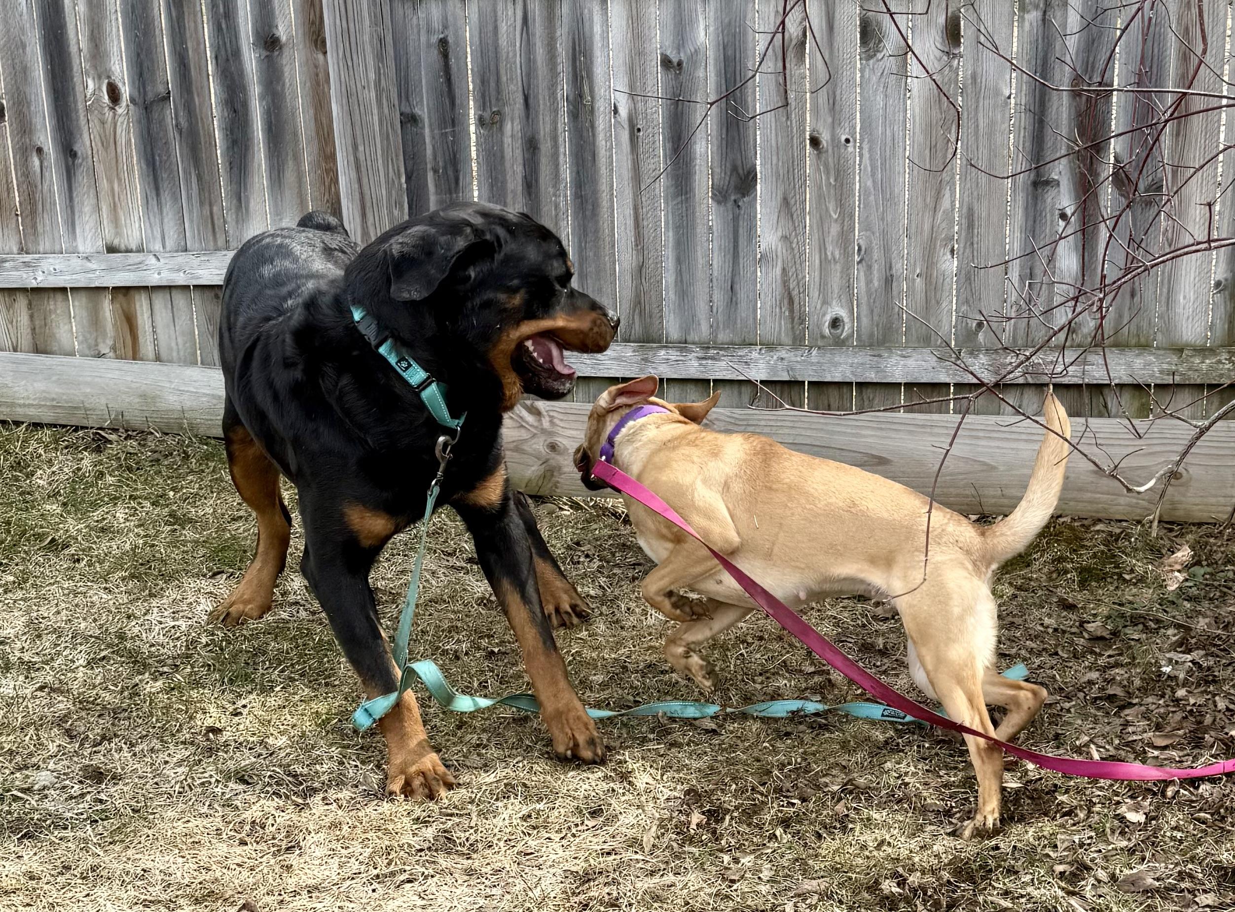 Enlarge Heath, an adopted Rottweiler in Springfield, VT image 6/6