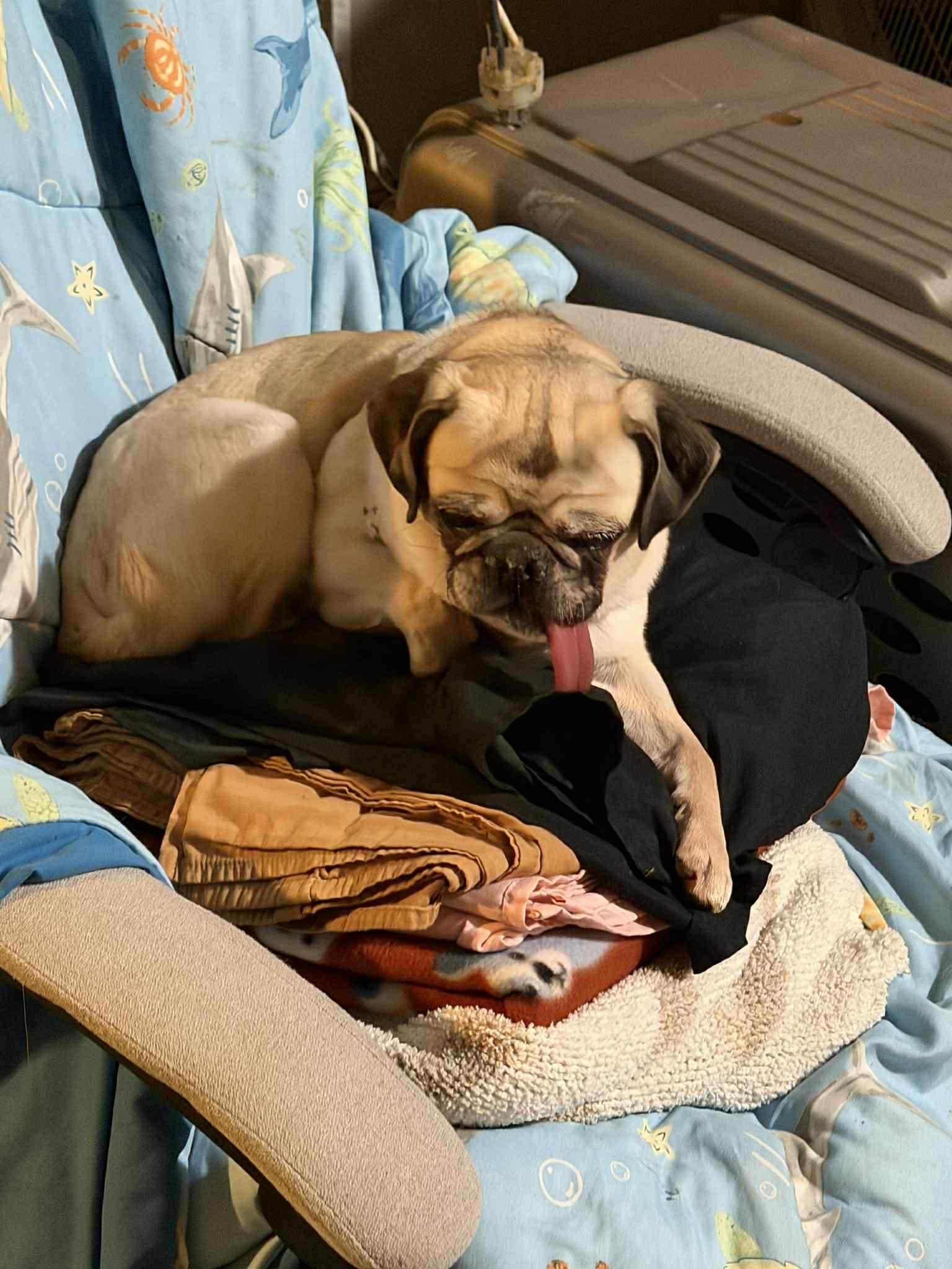 Allie, adopted, Adult Female Pug.