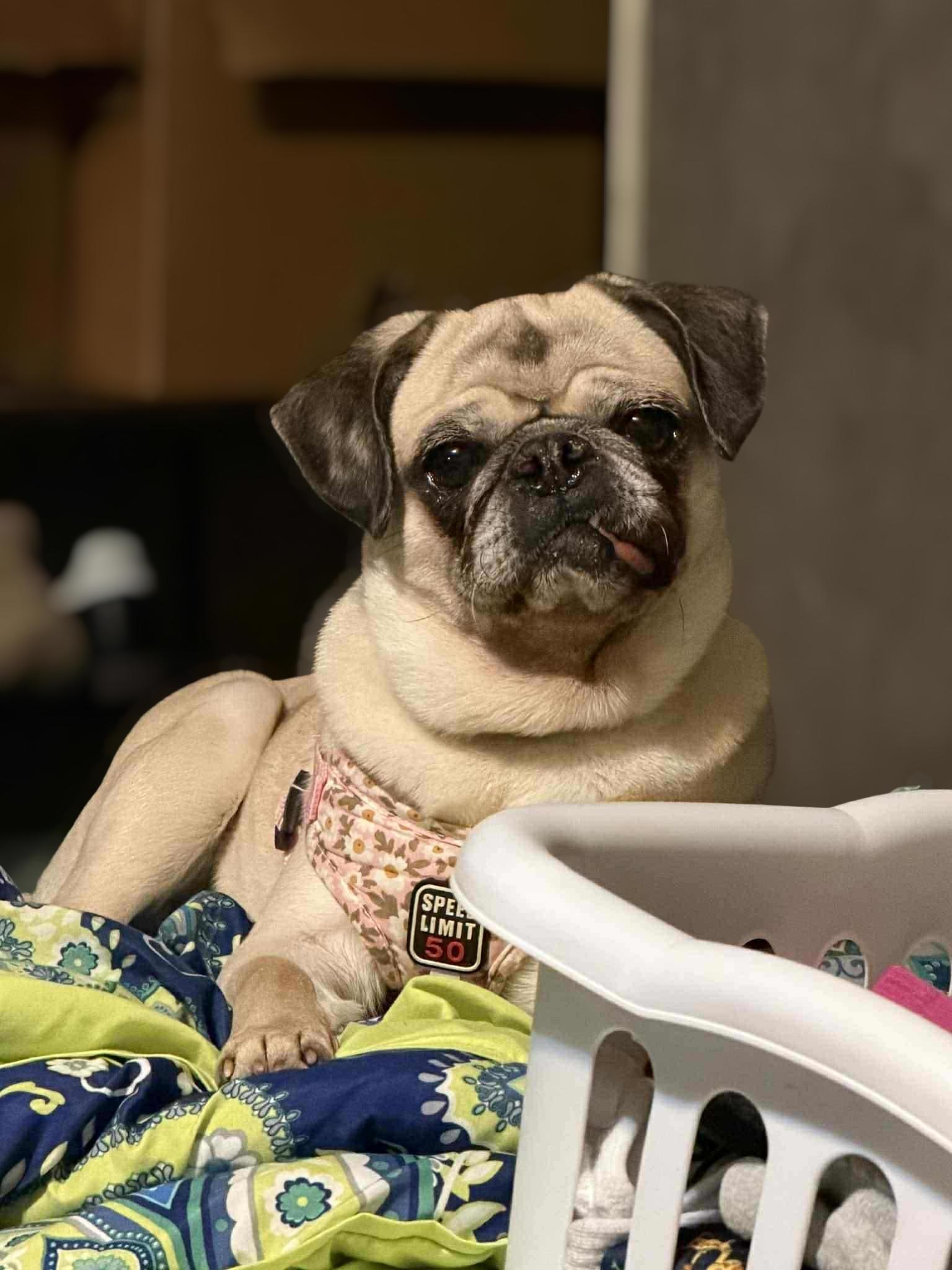 Enlarge Allie, an adopted Pug in Salamanca, NY image 3/3