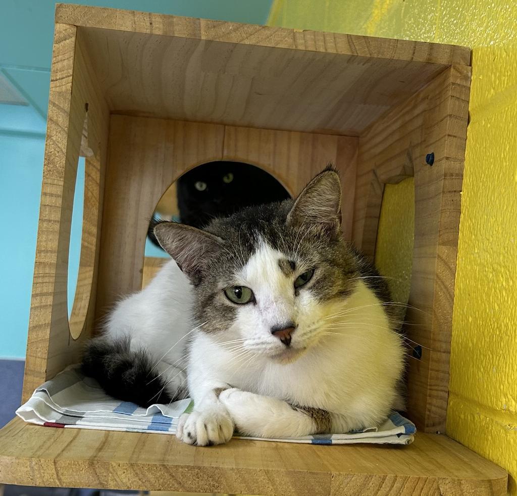 Enlarge Pippin, a Adoptable mixed breed in Jim Thorpe, PA image 4/6