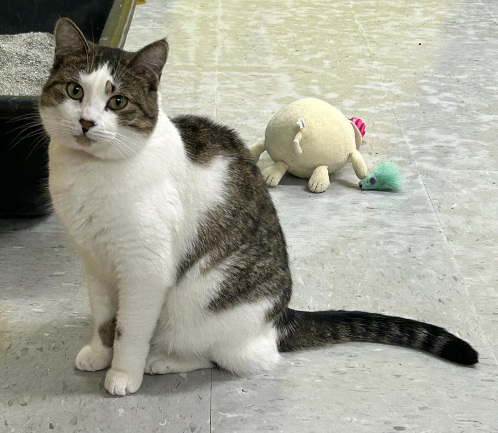 Enlarge Pippin, a Adoptable mixed breed in Jim Thorpe, PA image 5/6