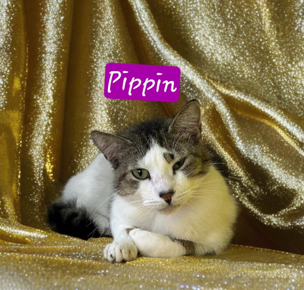 Enlarge Pippin, a Adoptable mixed breed in Jim Thorpe, PA image 6/6