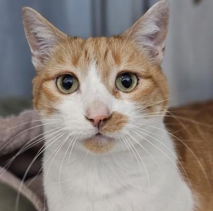 Enlarge Noodles, a Adoptable Domestic Short Hair in Santa Cruz, CA image 1/2