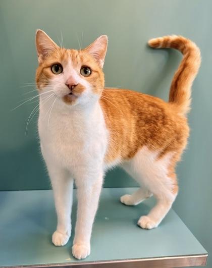 Enlarge Noodles, a Adoptable Domestic Short Hair in Santa Cruz, CA image 2/2