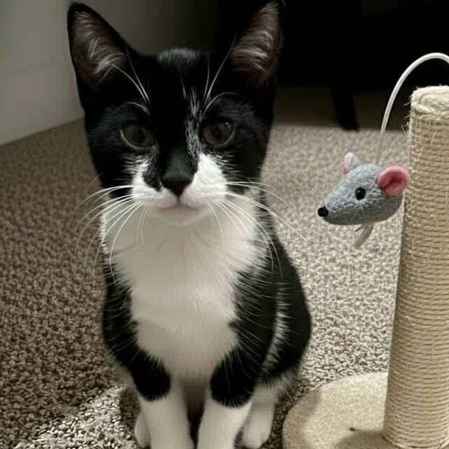 Enlarge Harlow, a Adoptable Domestic Short Hair in Livonia, MI image 1/4