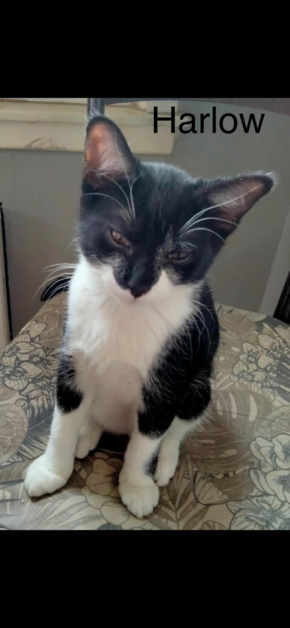 Enlarge Harlow, a Adoptable Domestic Short Hair in Livonia, MI image 3/4