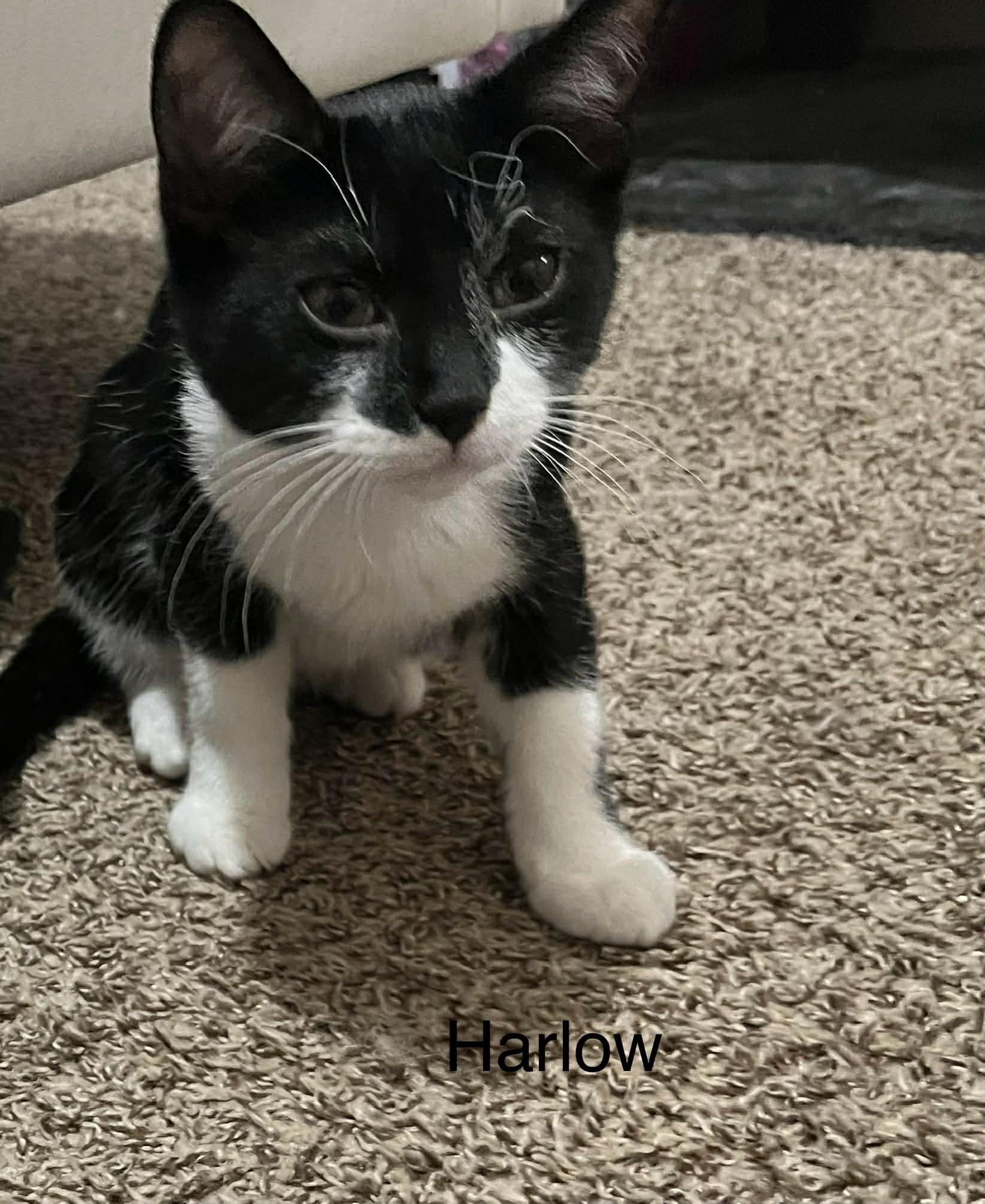 Enlarge Harlow, a Adoptable Domestic Short Hair in Livonia, MI image 2/4