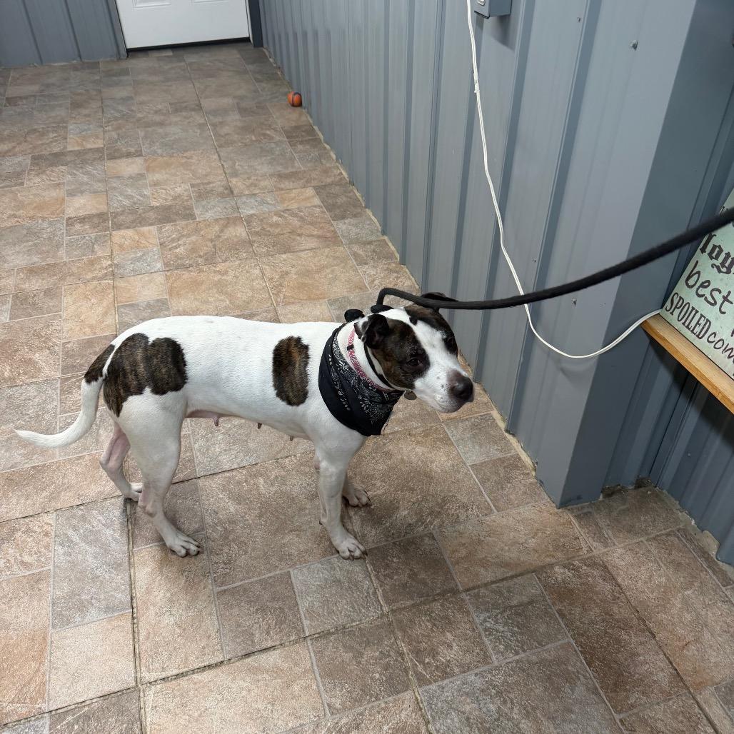 Enlarge Belle, a Adoptable Pit Bull Terrier in Manhattan, IL image 1/1