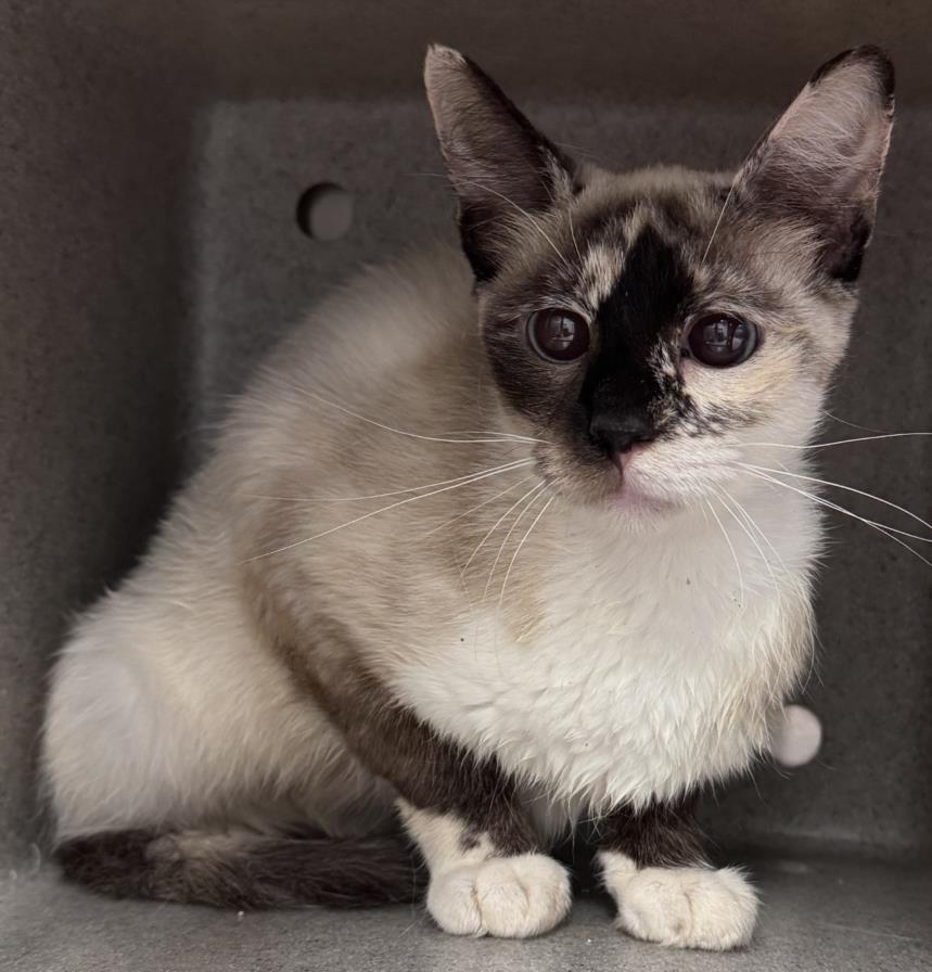 Enlarge BIRCH, a Adoptable Siamese in Salisbury, NC image 1/1