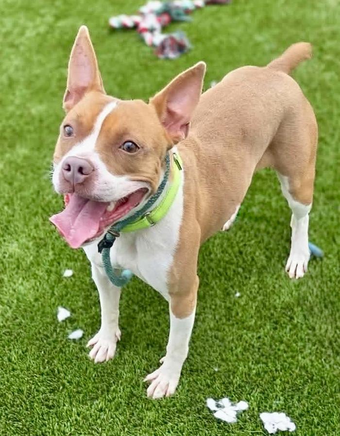 Enlarge Annie, a Adoptable Pit Bull Terrier in McKeesport, PA image 6/6