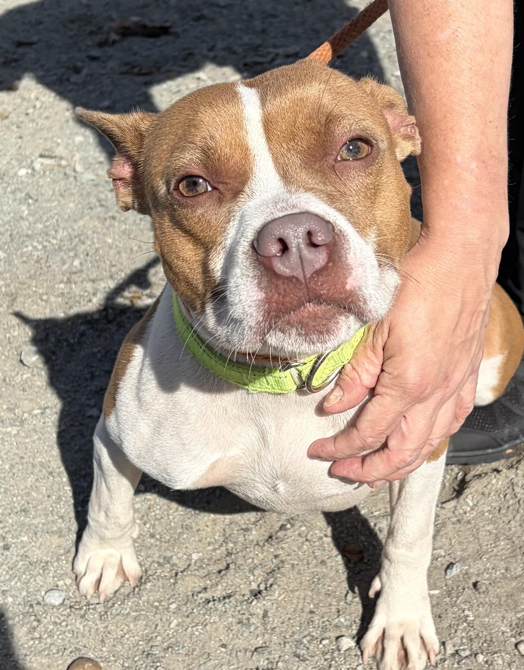 Enlarge Annie, a Adoptable Pit Bull Terrier in McKeesport, PA image 3/6