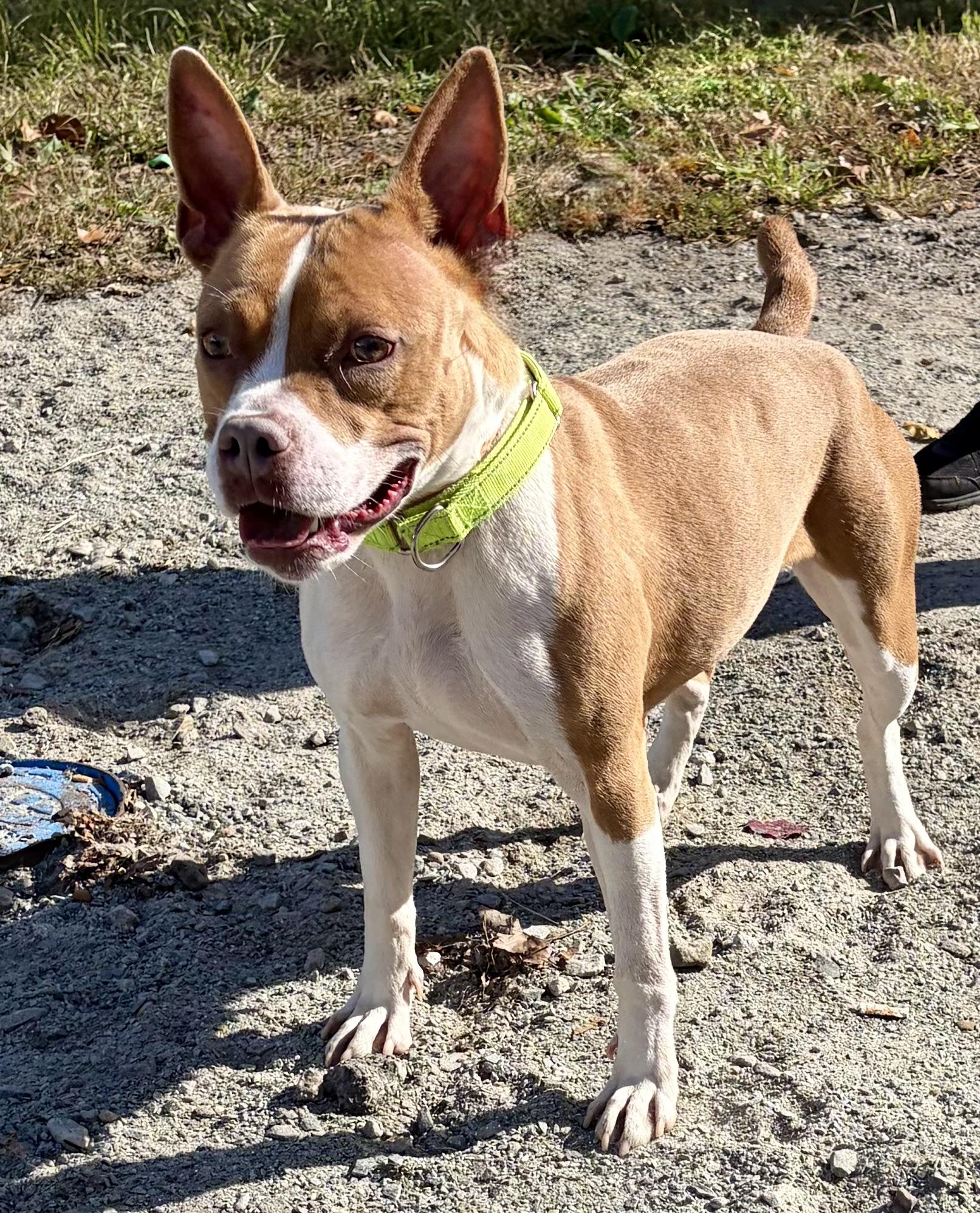 Enlarge Annie, a Adoptable Pit Bull Terrier in McKeesport, PA image 4/6
