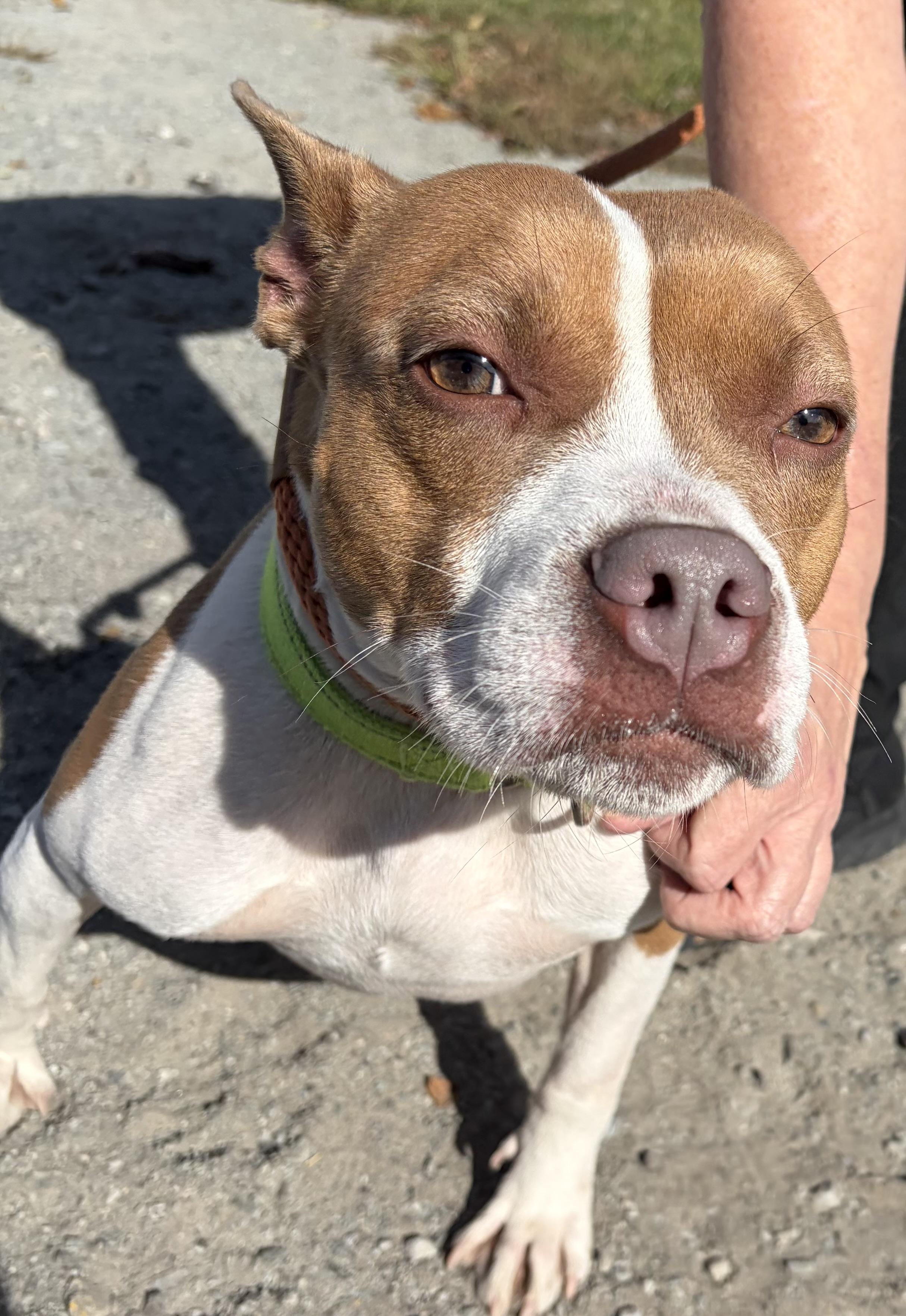 Enlarge Annie, a Adoptable Pit Bull Terrier in McKeesport, PA image 2/6