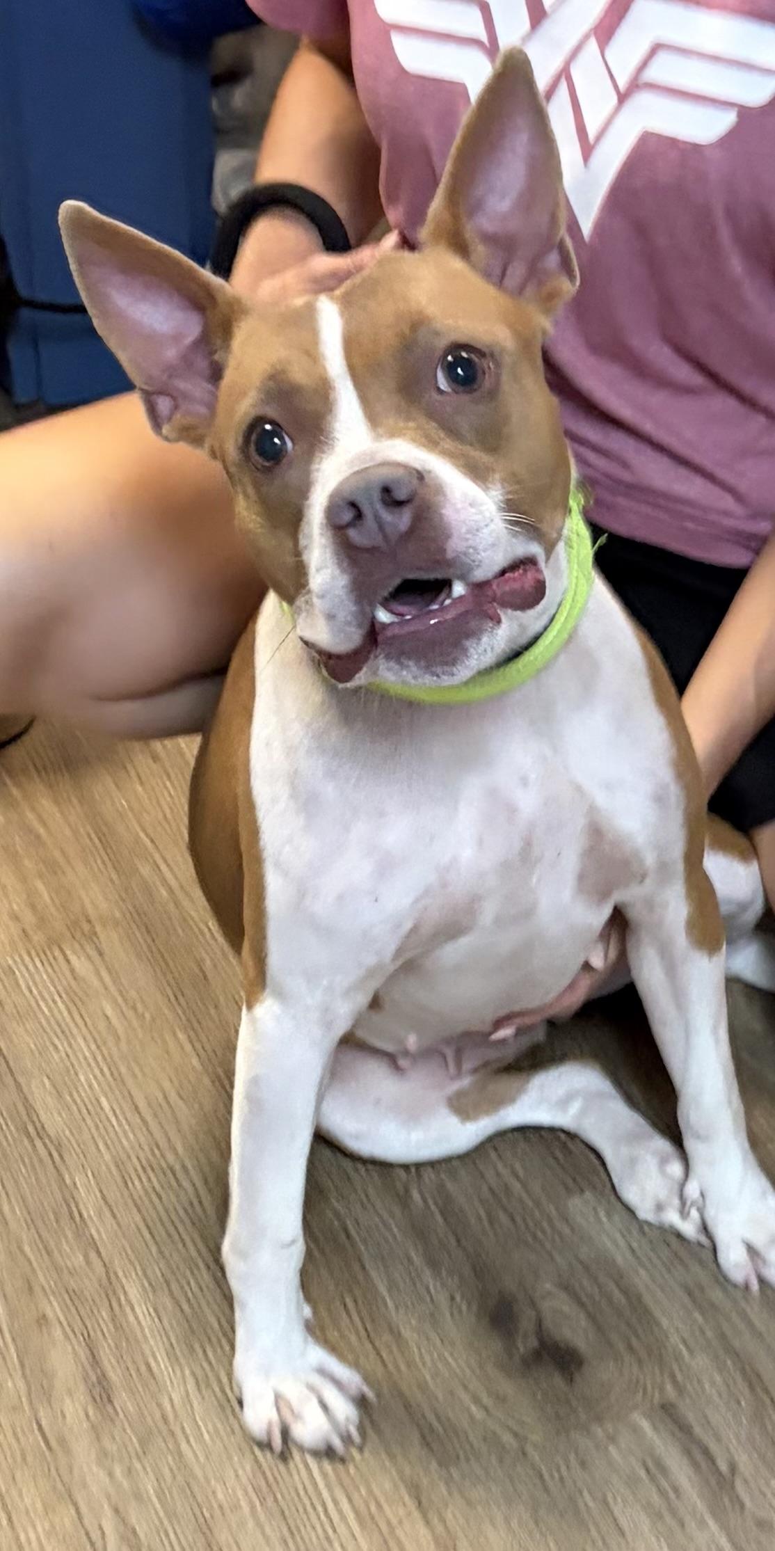 Enlarge Annie, a Adoptable Pit Bull Terrier in McKeesport, PA image 1/6